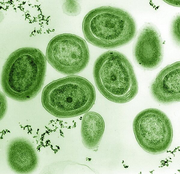 Chisholm's lab primarily studies Prochlorococcus, a marine cyanobacteria responsible for 20% of our planet's oxygen production. Image courtesy of Luke Thompson from Chisholm Lab and Nikki Watson from Whitehead, MIT, under a CC0 1.0 Universal Public Domain Dedication.