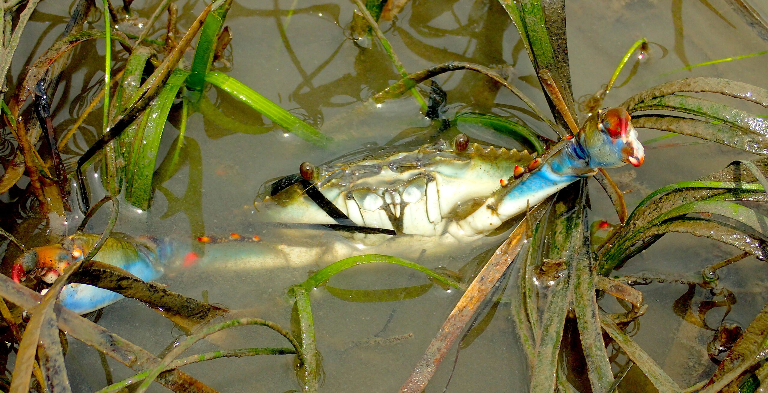 Blue Crab by Gavin Erwin XL / Seagrass