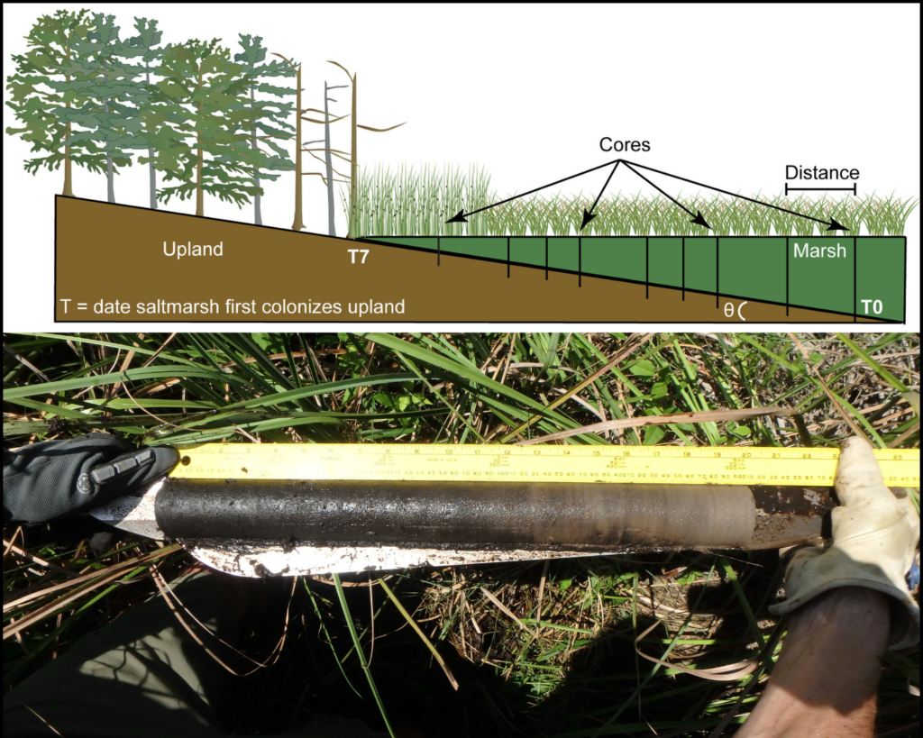 An illustration of salt marsh transgression and core sample placement, and a photo showing a core sample of upland forest peat.