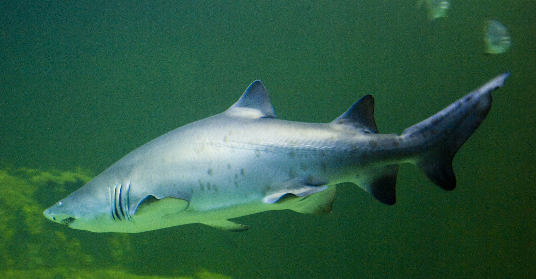 Sand Tiger Sharks