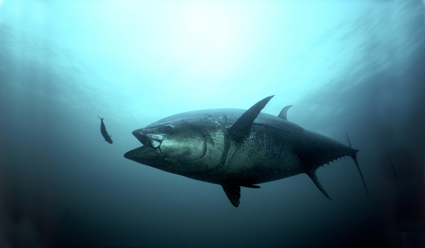 image: bluefin tuna.