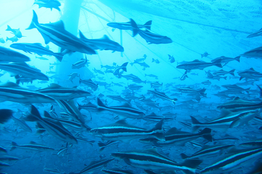 image: cobia.