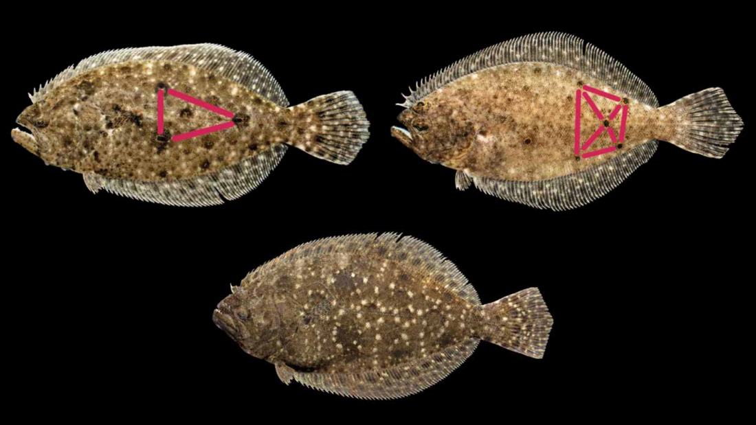 Can You Identify North Carolina's Three Species of Flounder? - Hook, Line  and Science