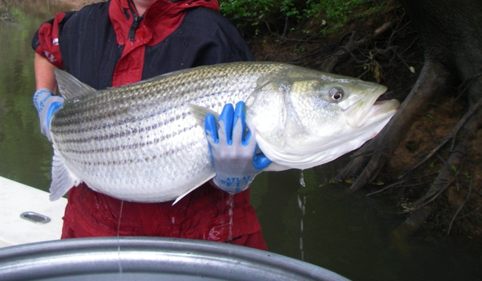 image: striped bass.