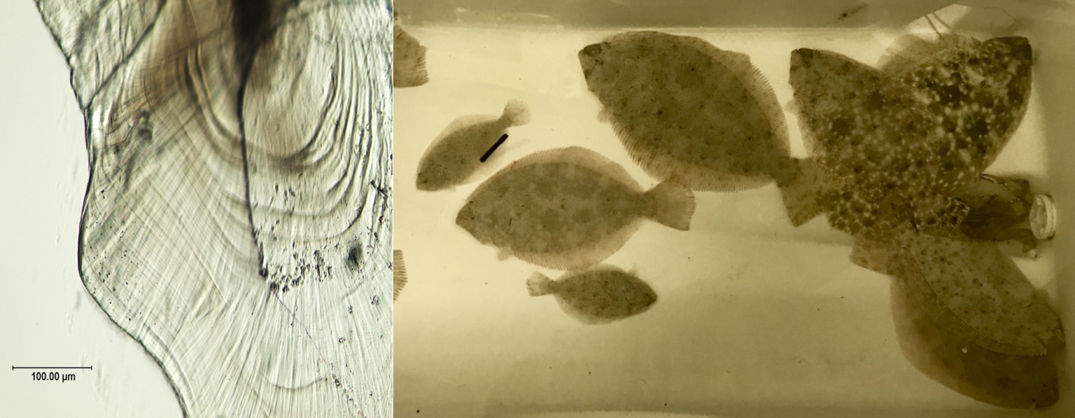 What Affects the Size of Juvenile Southern Flounder? Hook, Line and