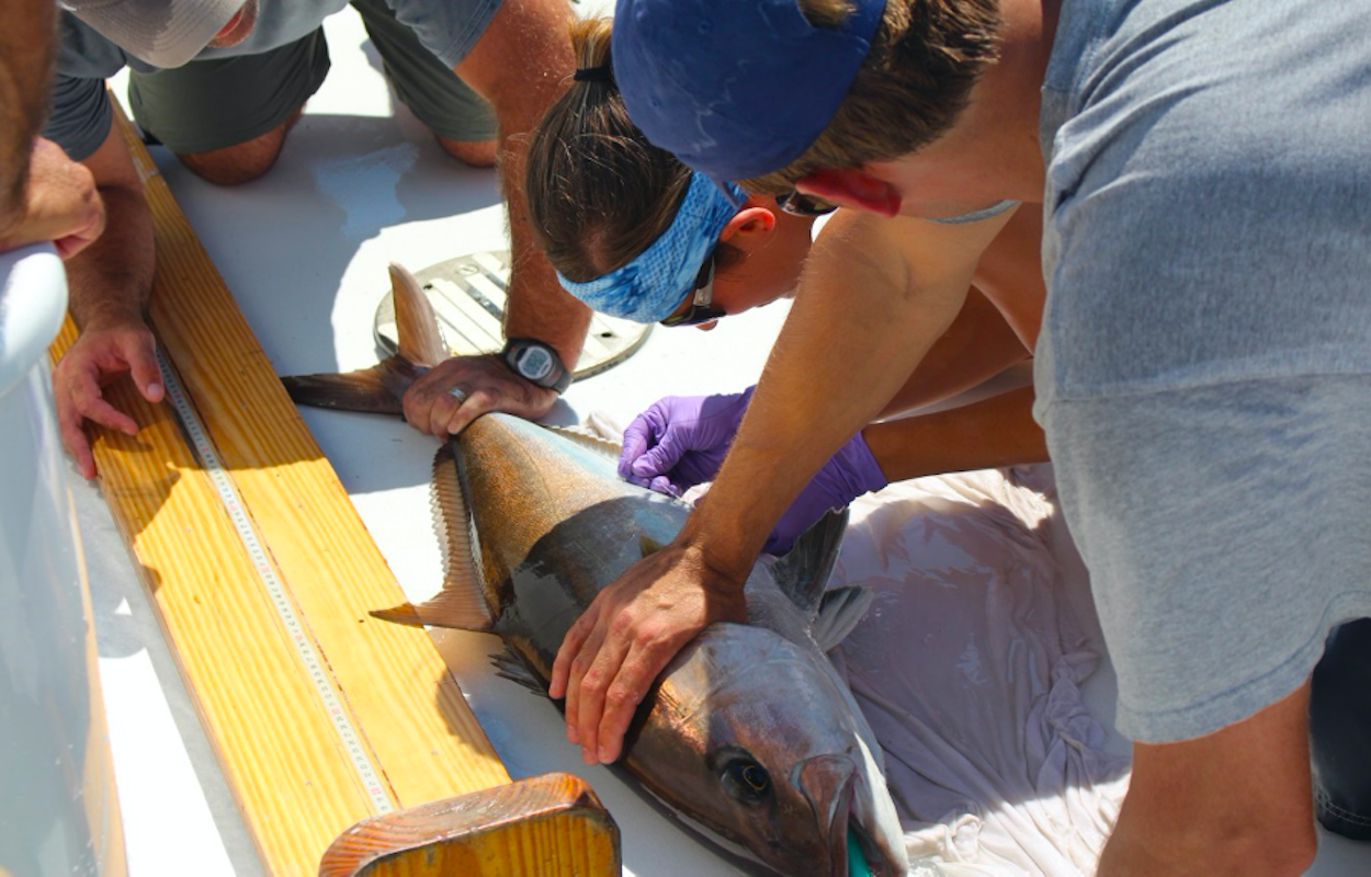 People measure an amberjack