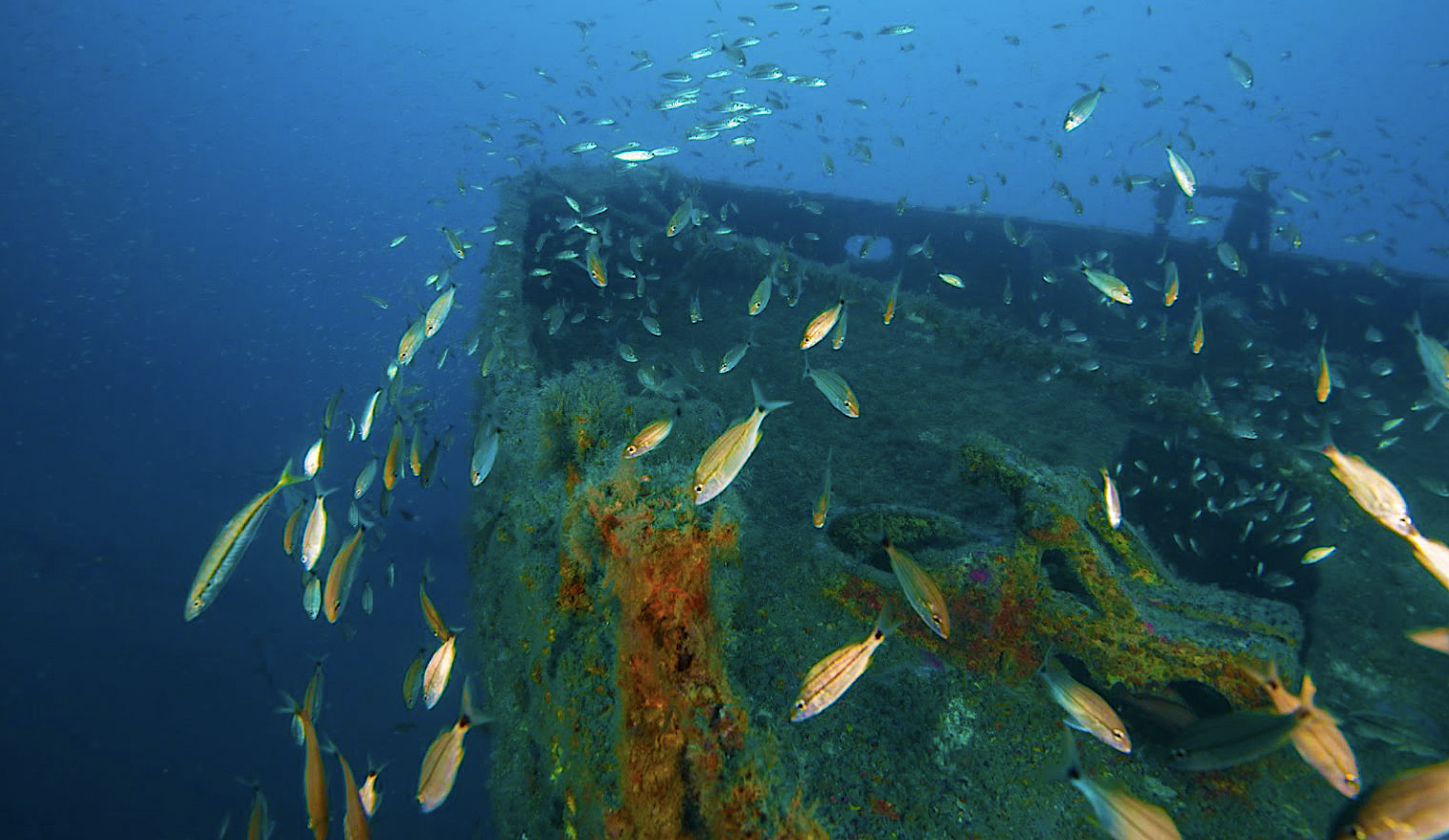 12 Outstanding Artificial Reefs to Visit