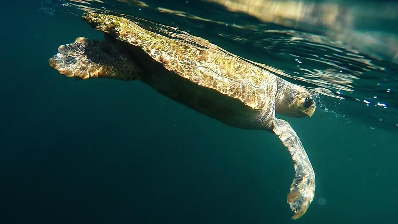A loggerhread sea turtle swimming