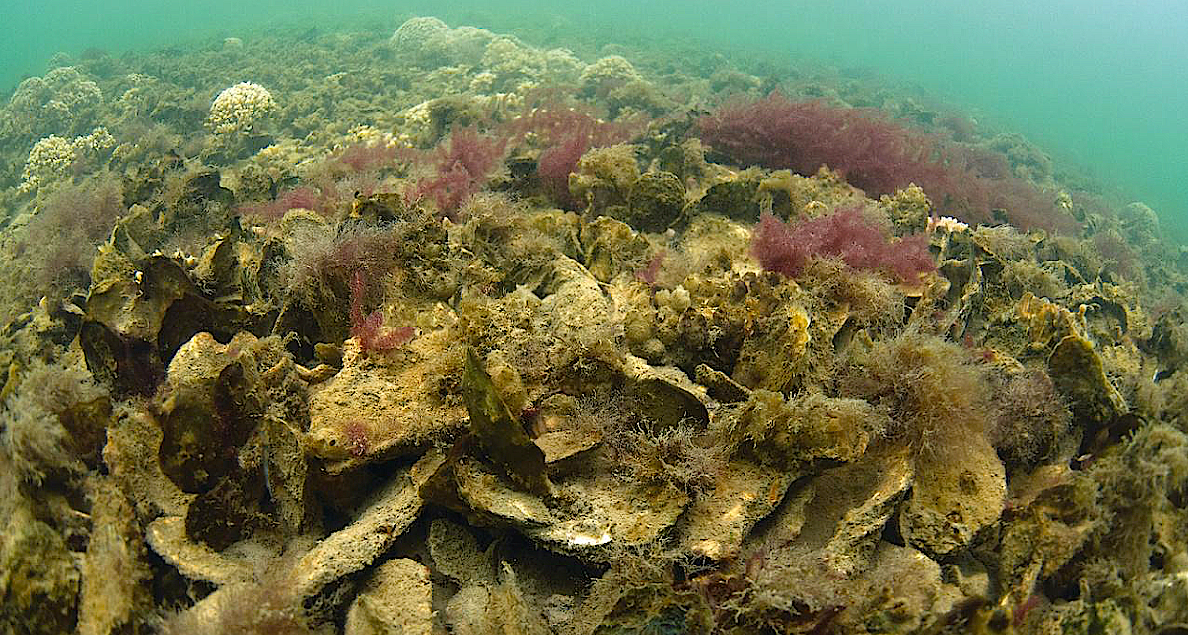 Chesapeake Bay oyster reef image via NOAA.
