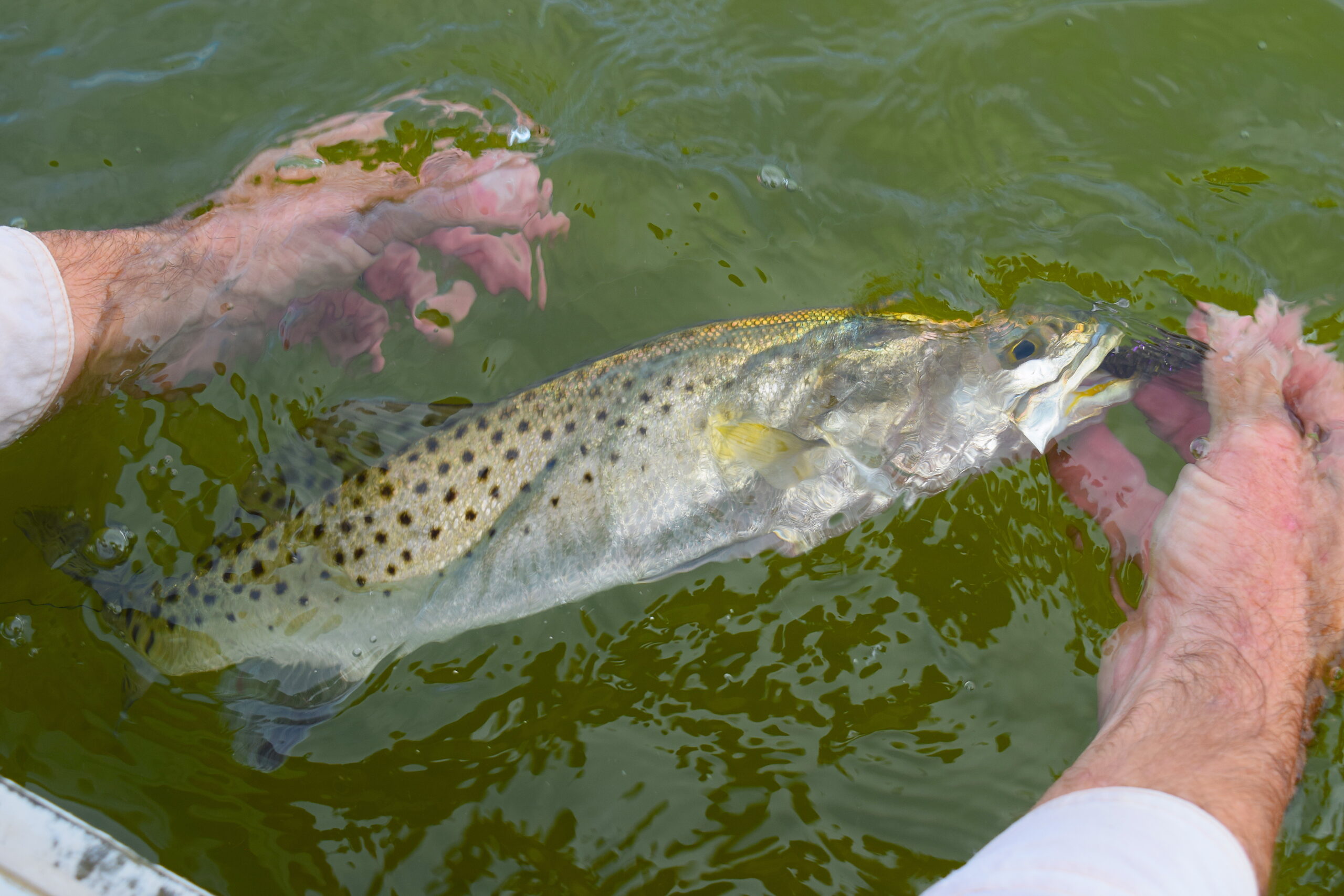 Do Self-Releasing Hooks Minimize Fish Injuries During Catch-and
