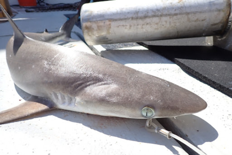An Atlantic sharpnose shark on the deck of a boat