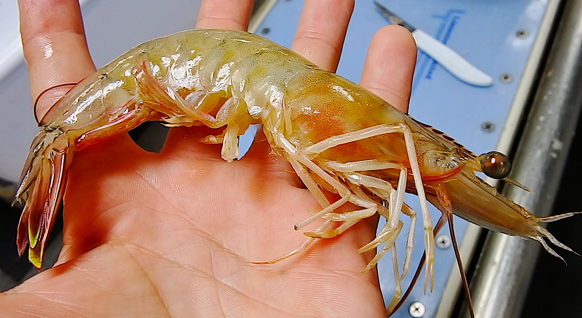 Image: Adult white shrimp (Litopenaeus setiferus), courtesy of NOAA.