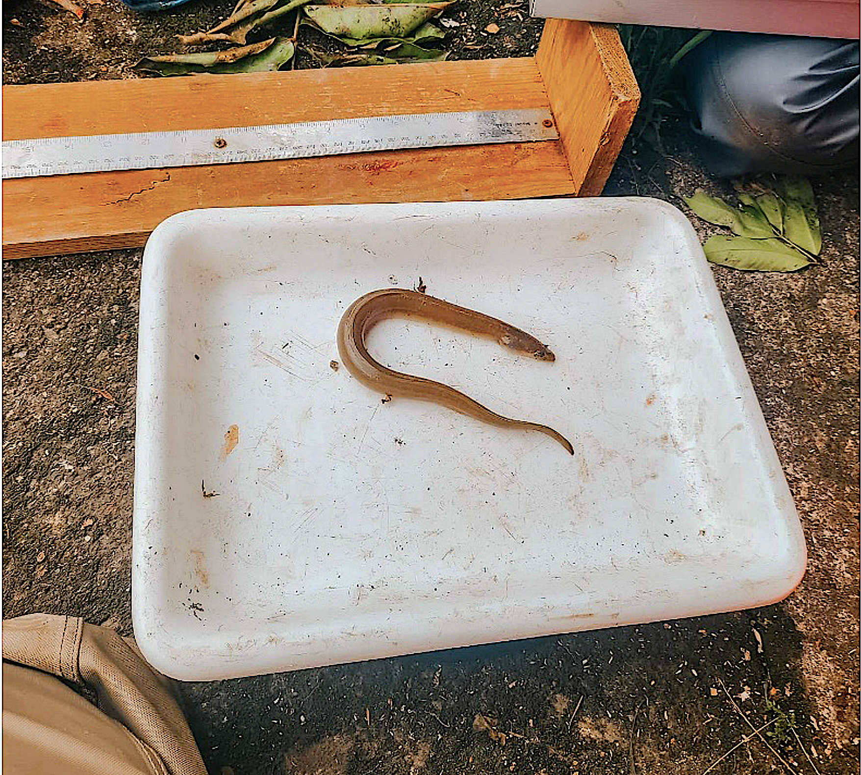 An American eel
