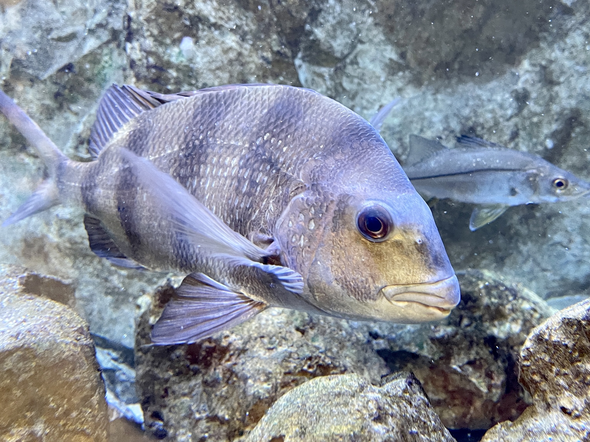 A sheepshead fish in a reef environment