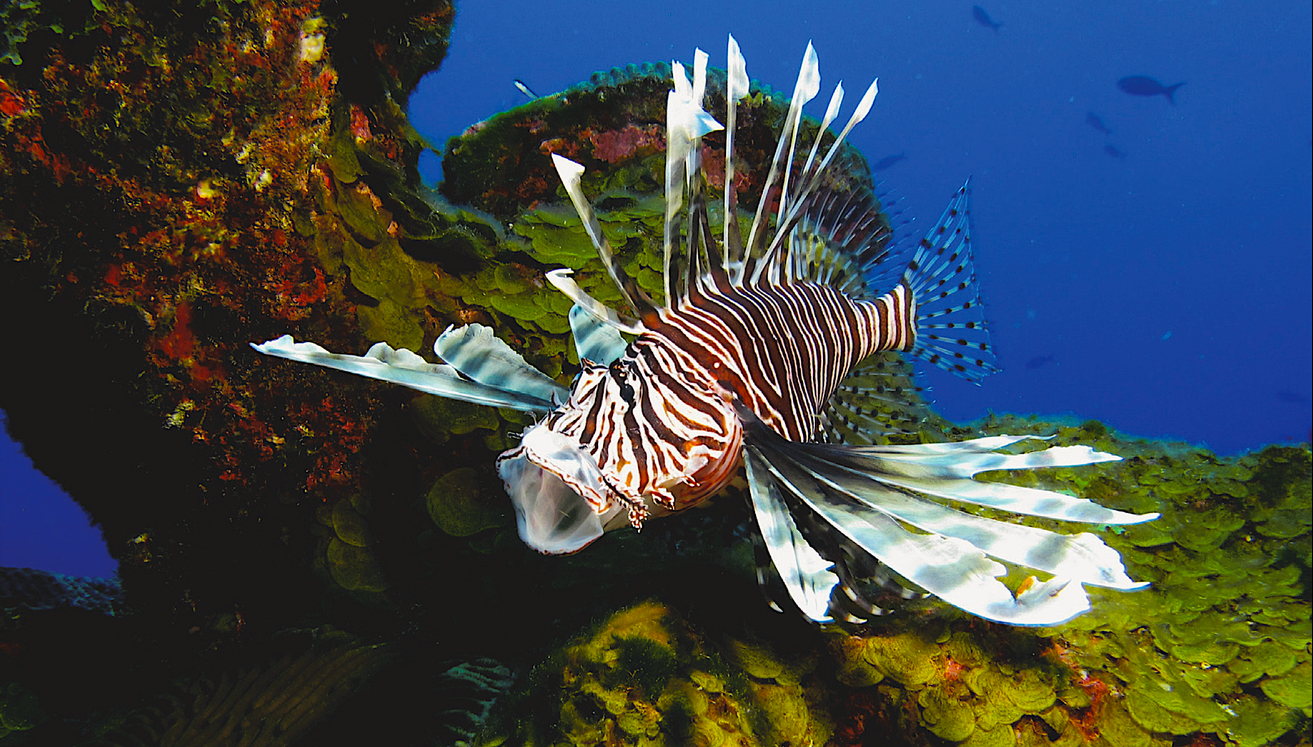 Lionfish. Credit: NOAA.