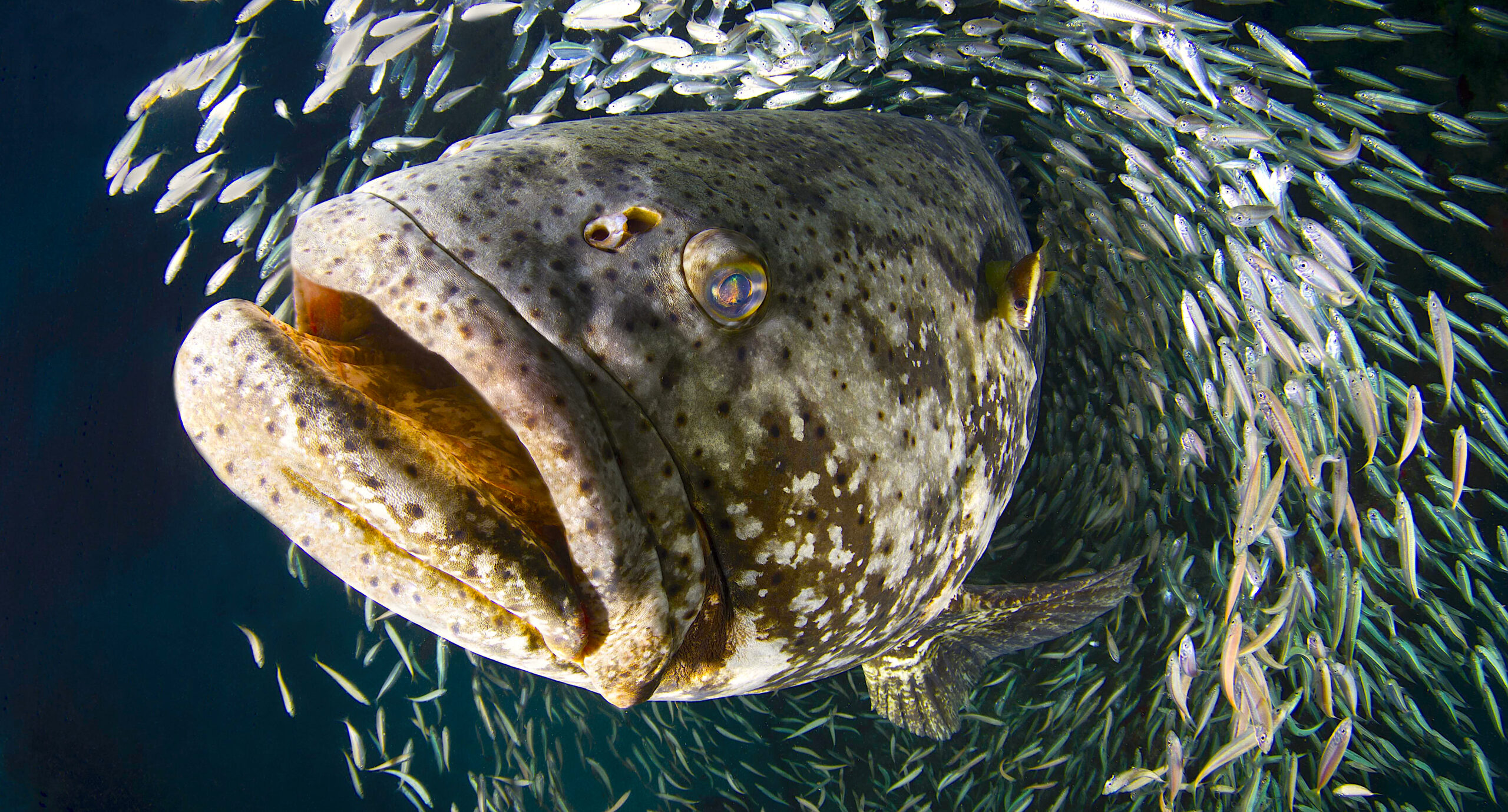 Pictured here is a Goliath grouper piercing through a school of baitfish. Laura Rock/NOAA.