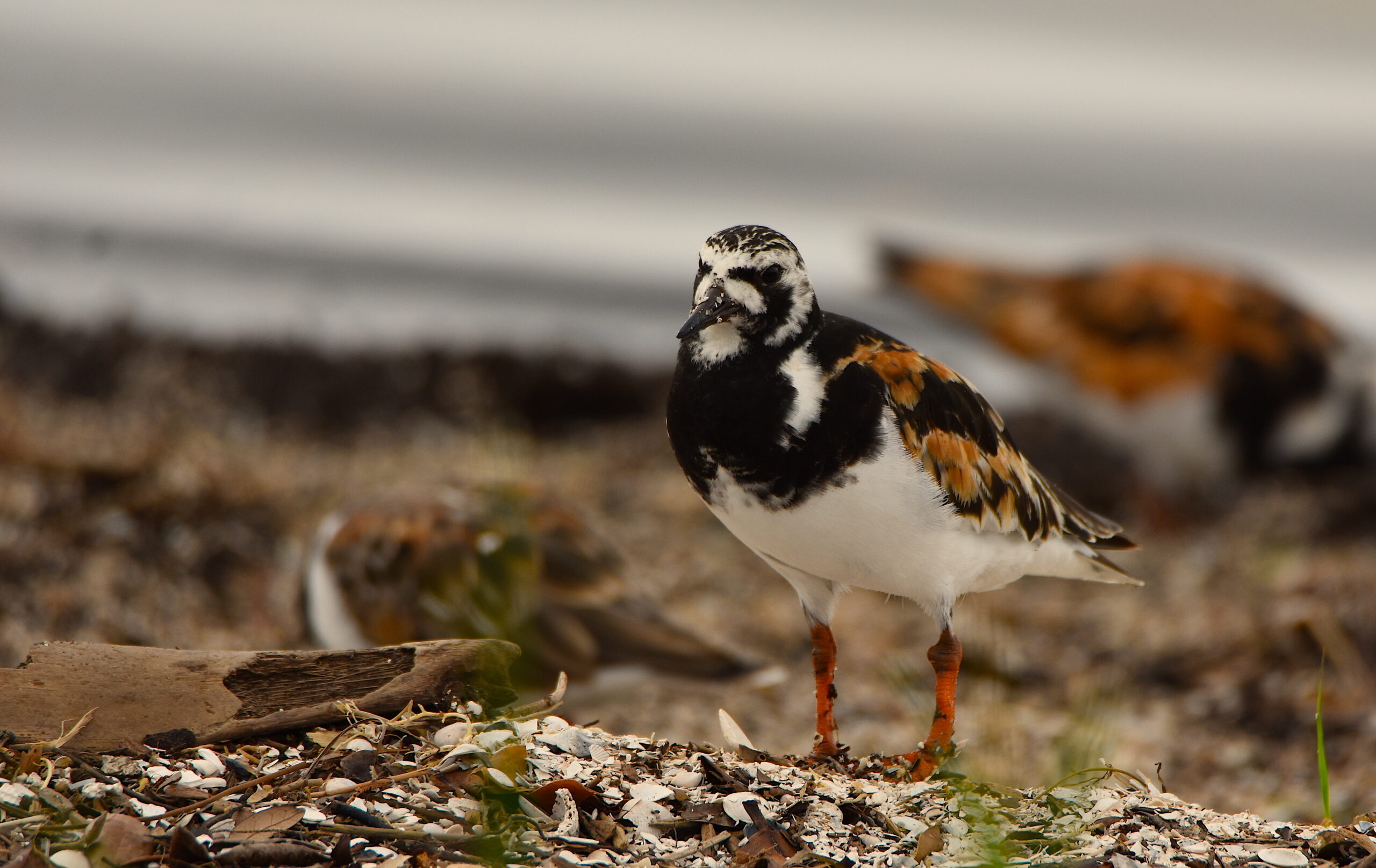 image: A ruddy turnstone on the shore of the Mosquito Lagoon, Florida. Credit: Kate Perez/CC-BY-SA 4.0.