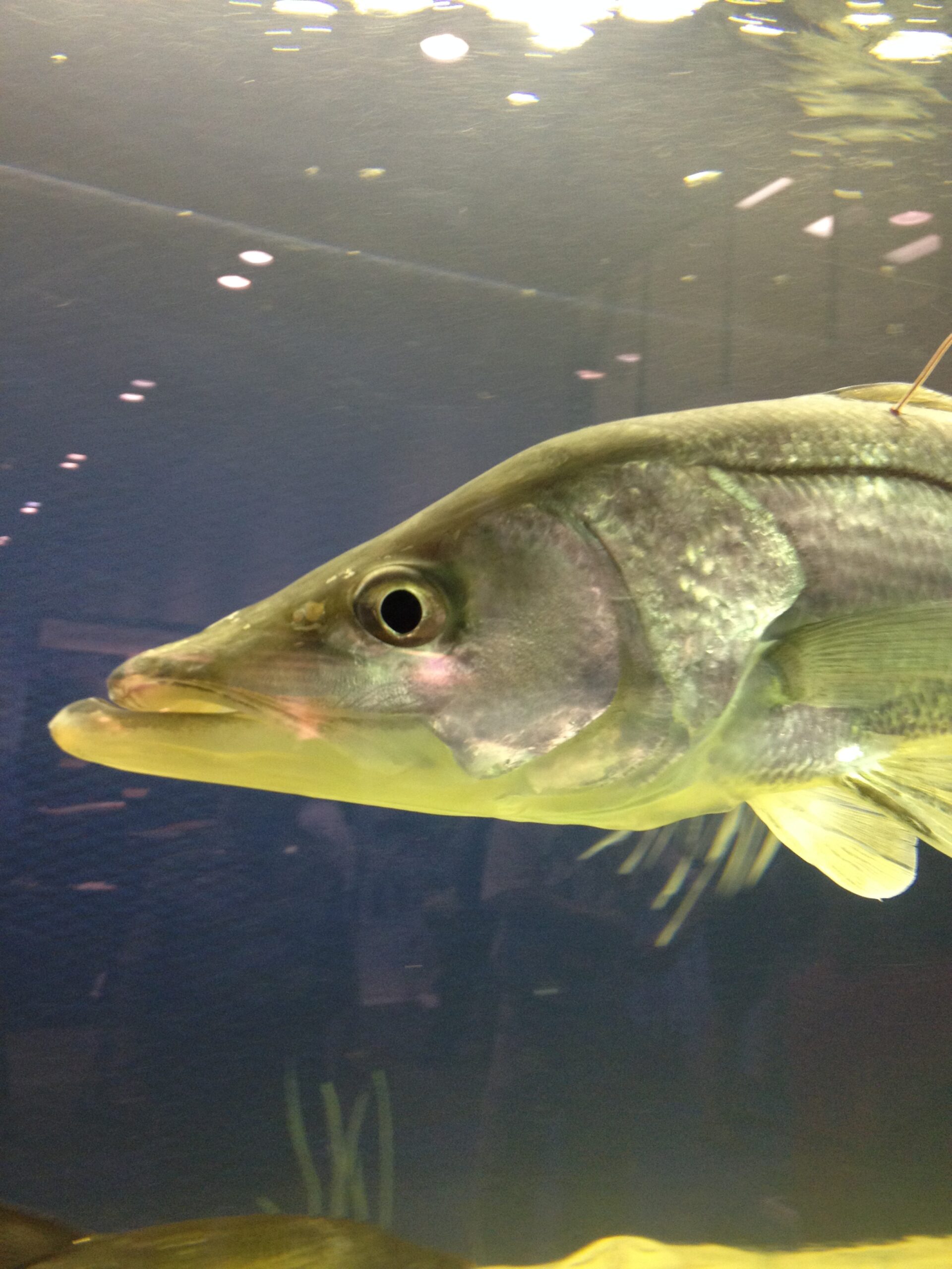 image of snook fish; courtesy Florida Fish & Wildlife