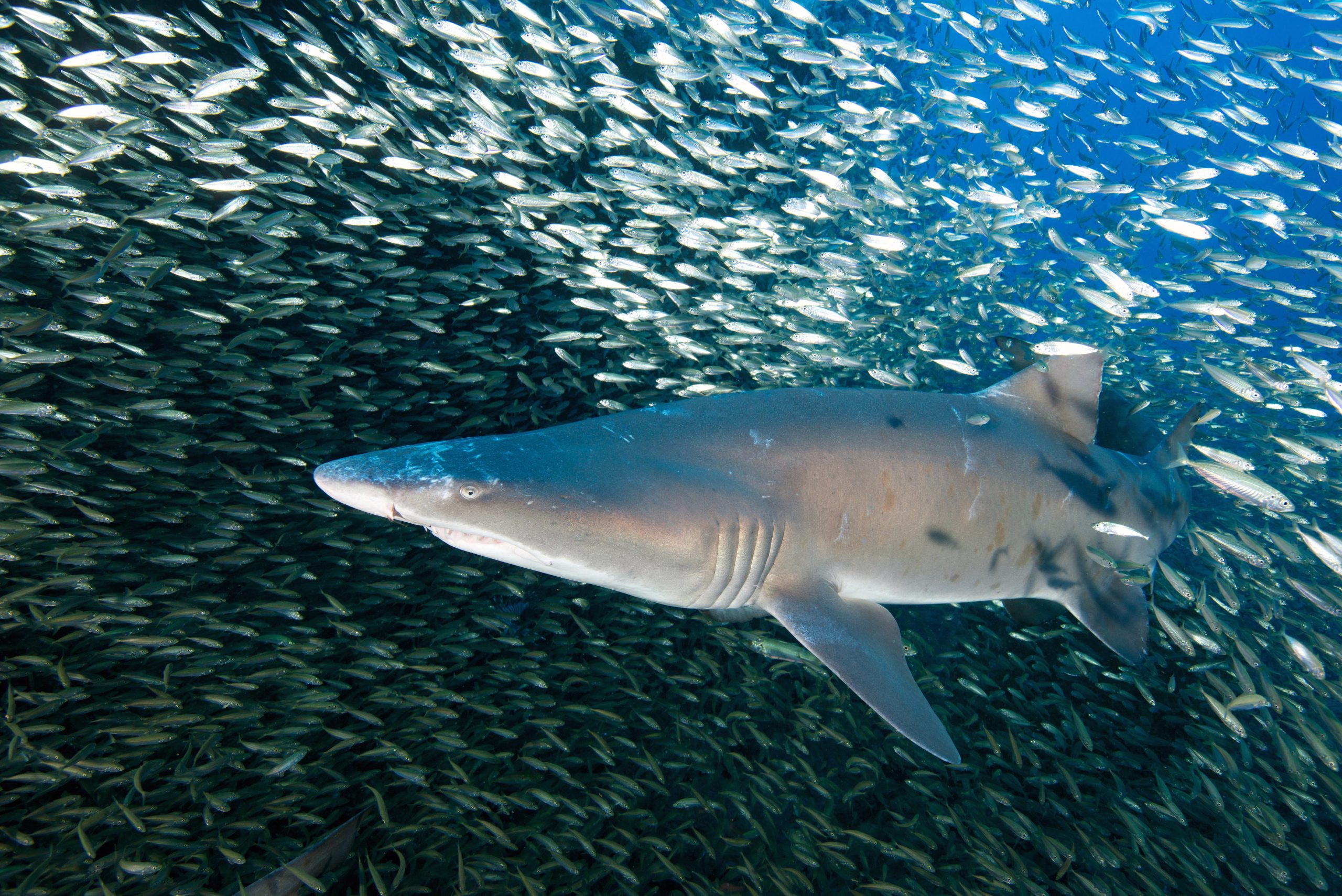 A sand tiger shark at the Monitor National Marine Sanctuary shipwreck, off the North Carolina coast, bears battle scars inflicted during spawning season. Photo: Greg McFall/NOAA