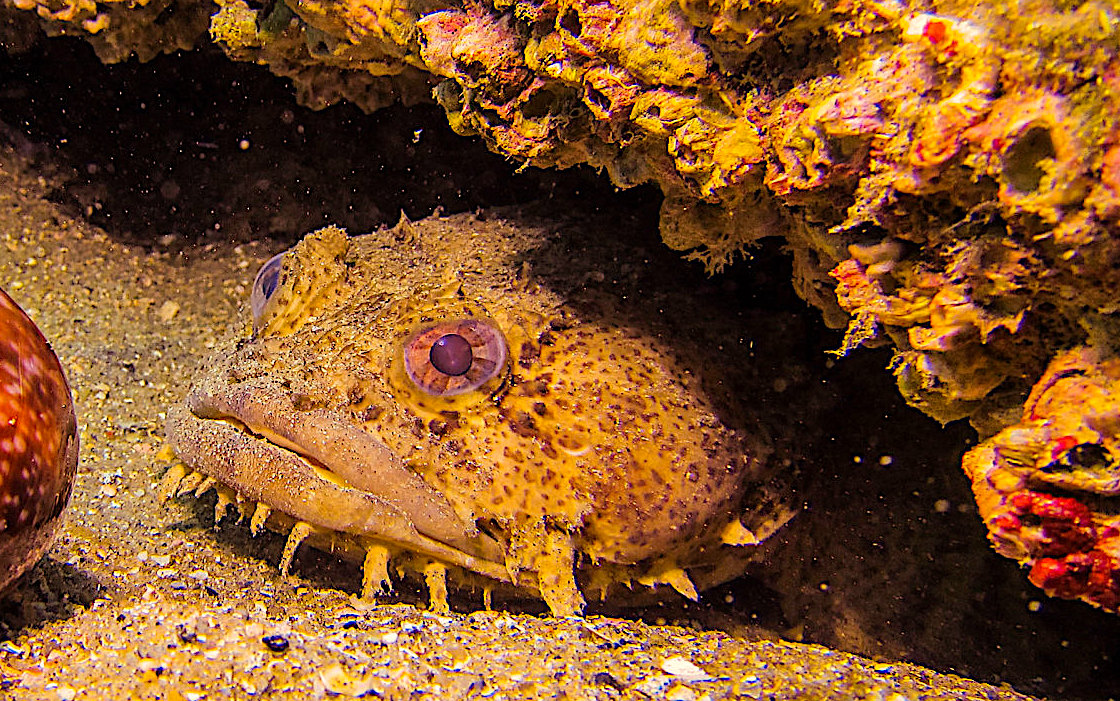 oyster toadfish, credit: Allison Scott : NOAA.