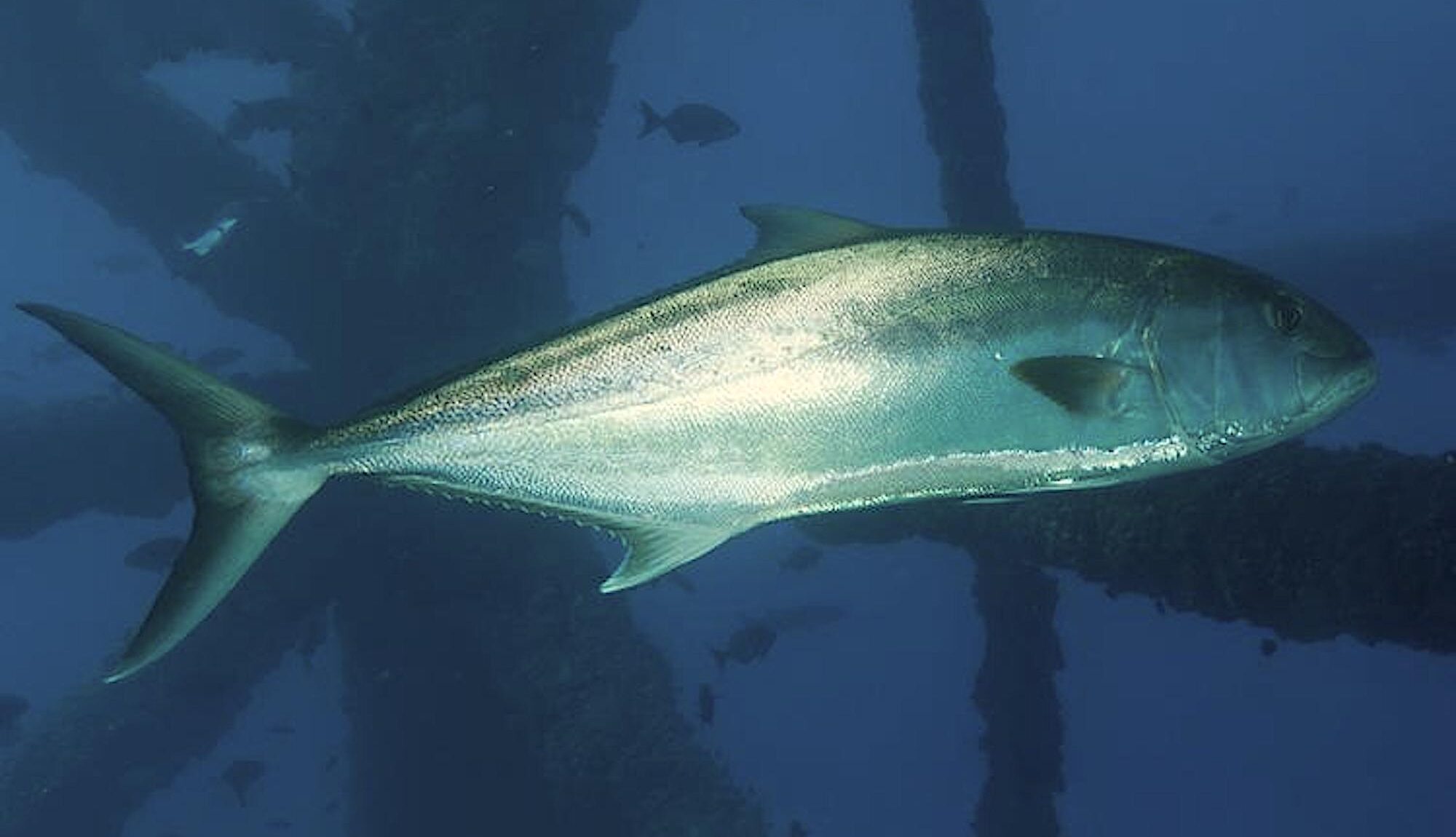 Greater amberjack in ocean waters.