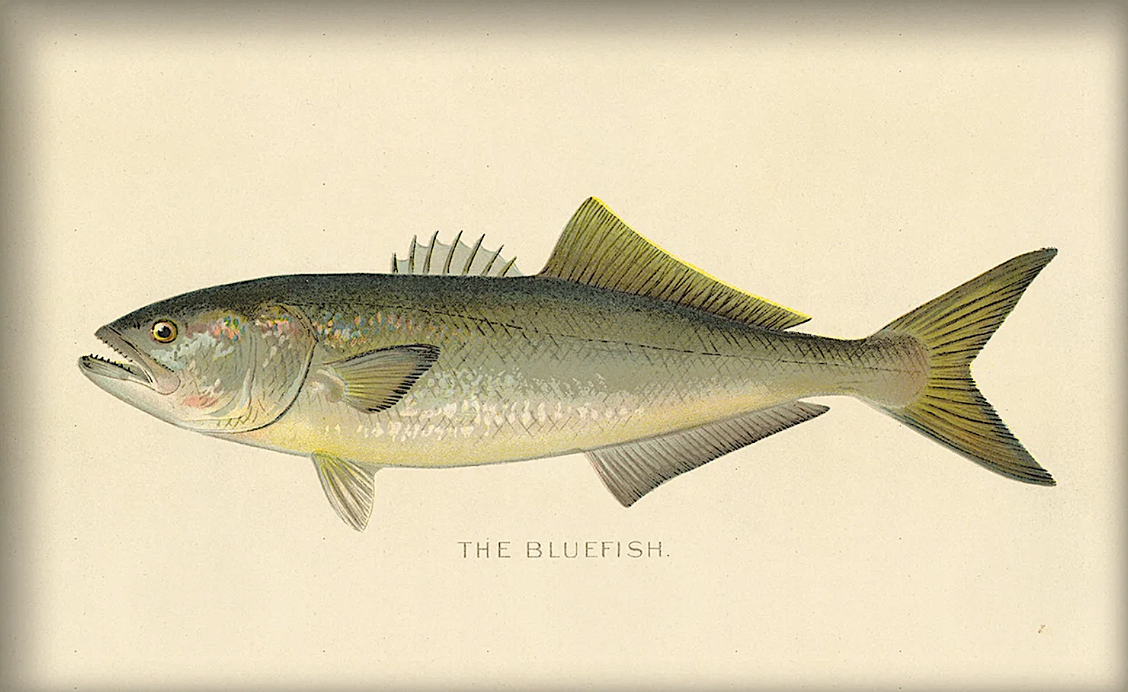 Bluefish illustration.