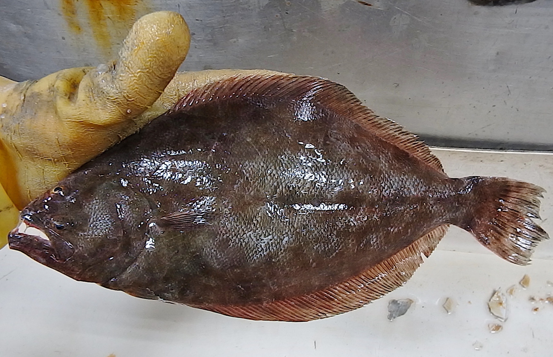 image: Southern flounder.