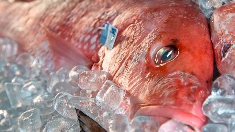 a red snapper on ice at a fish market
