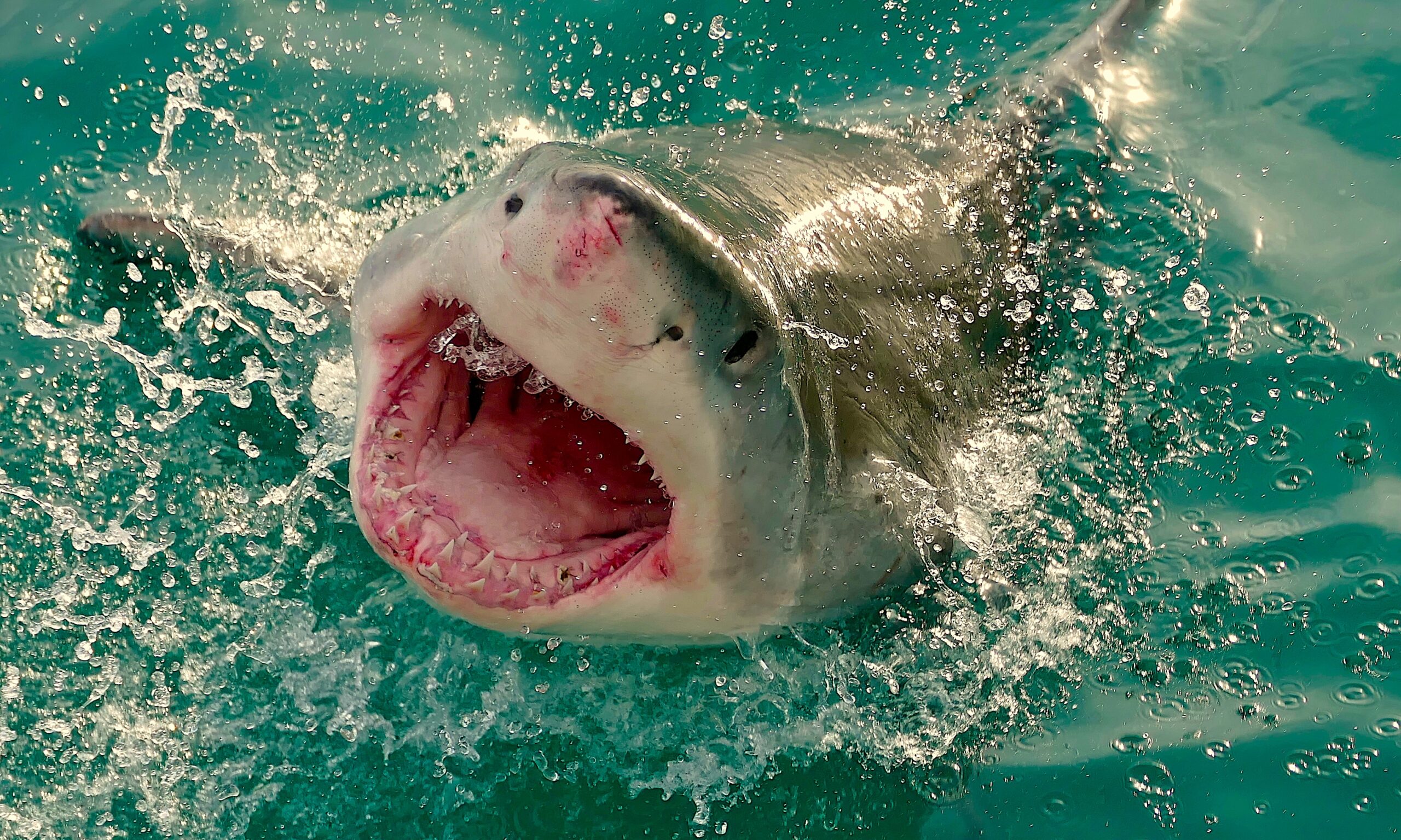 Нападение акулы в море. Акулы мако в черном море. Большая белая акула челюсти.