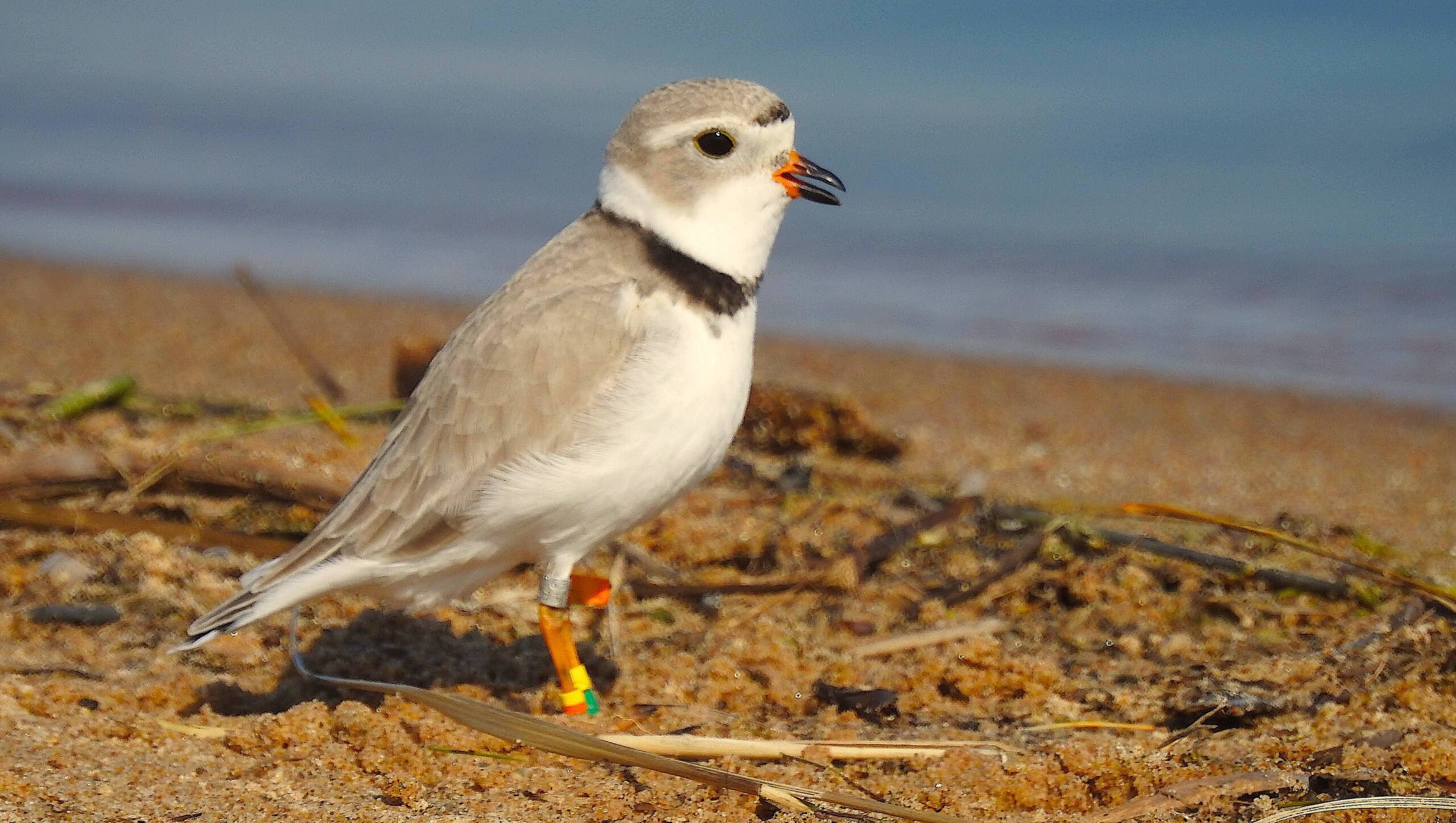 image: piping plover.