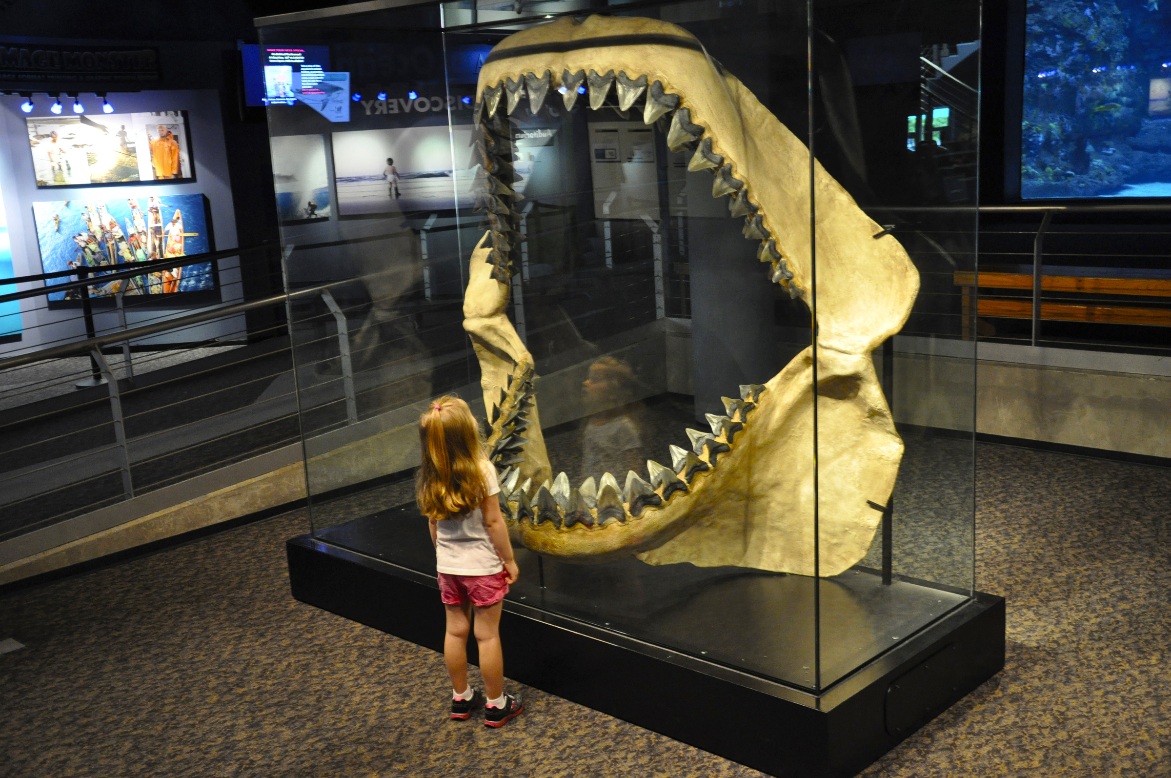 image: girl at NC Aquarium at Fort Fisher views megalodon jaws.