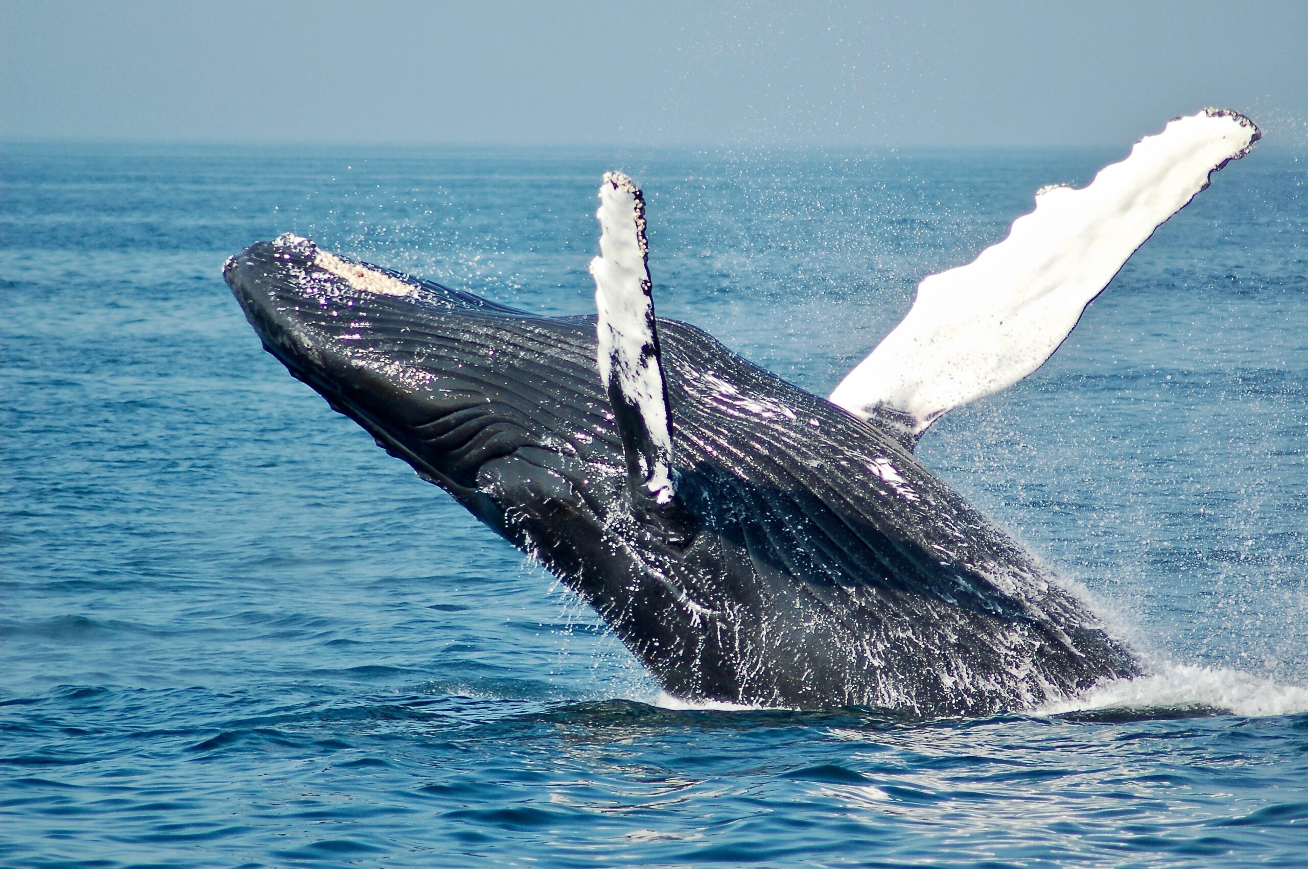 a humpback whale breaching