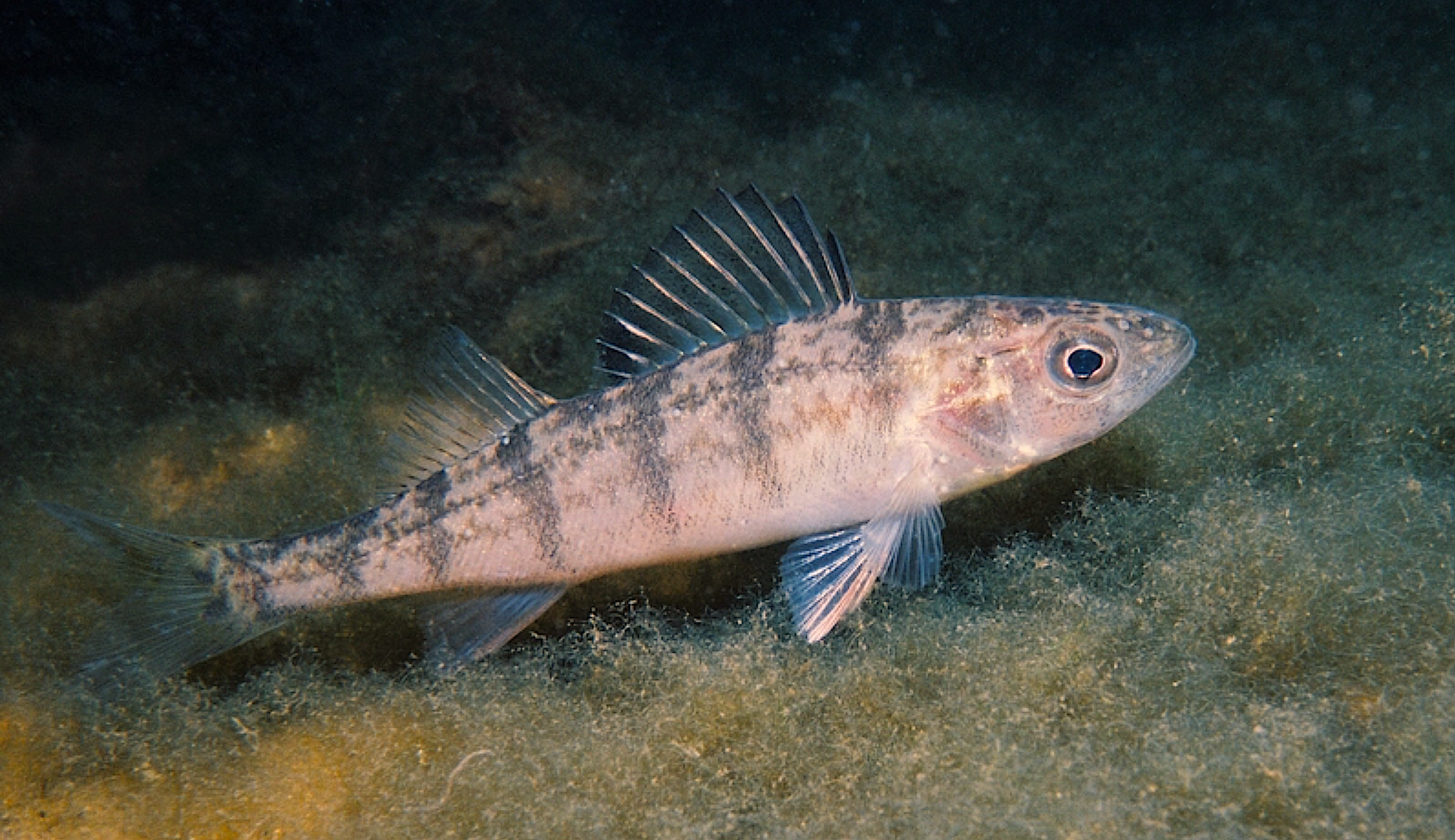 image: juvenile yellow perch.