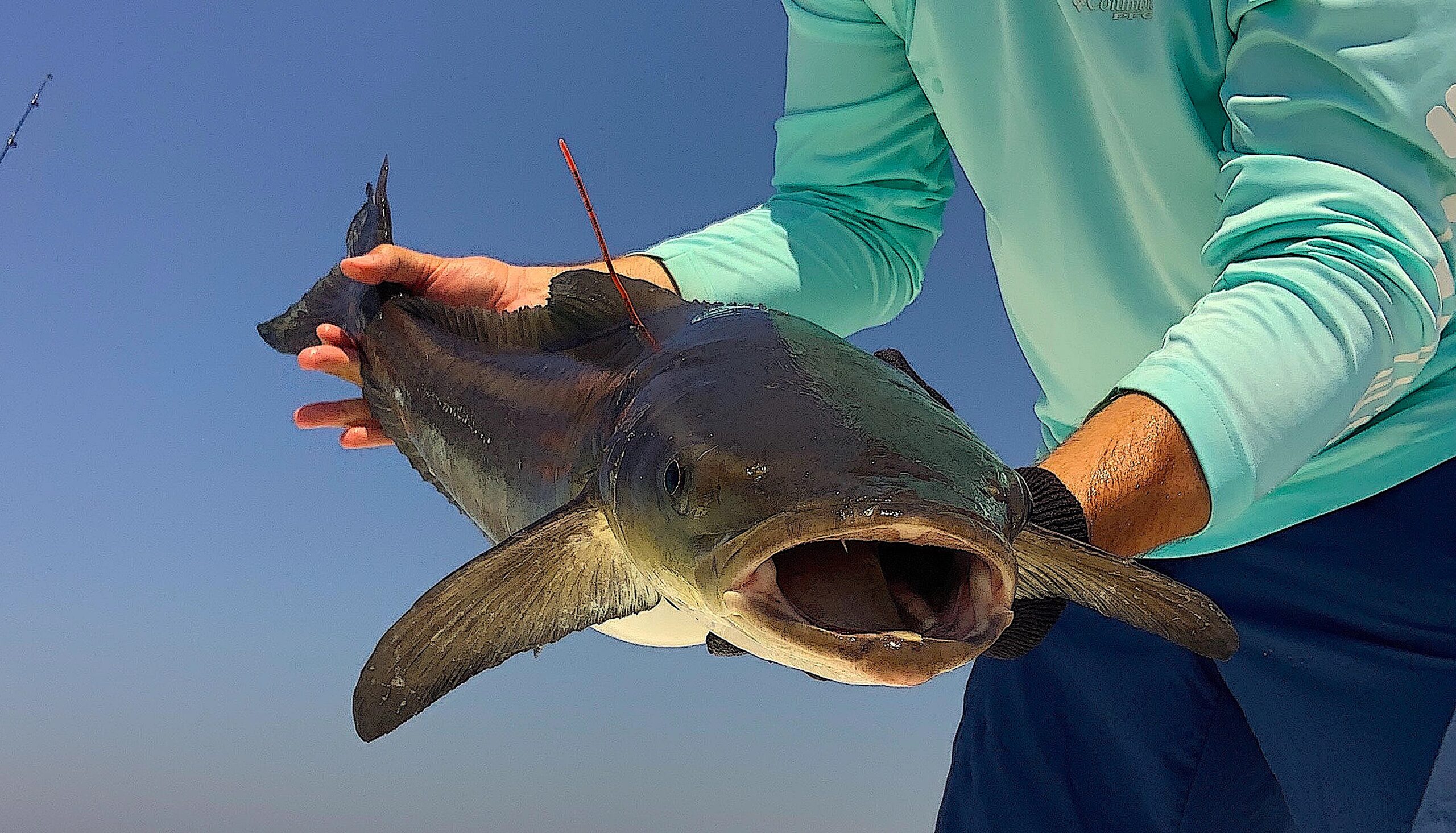 image: Virginia Game Fish Tagging Program Volunteer Captain Alex Perez holds a tagged cobia before releasing it. Photo credit: Alex Perez.