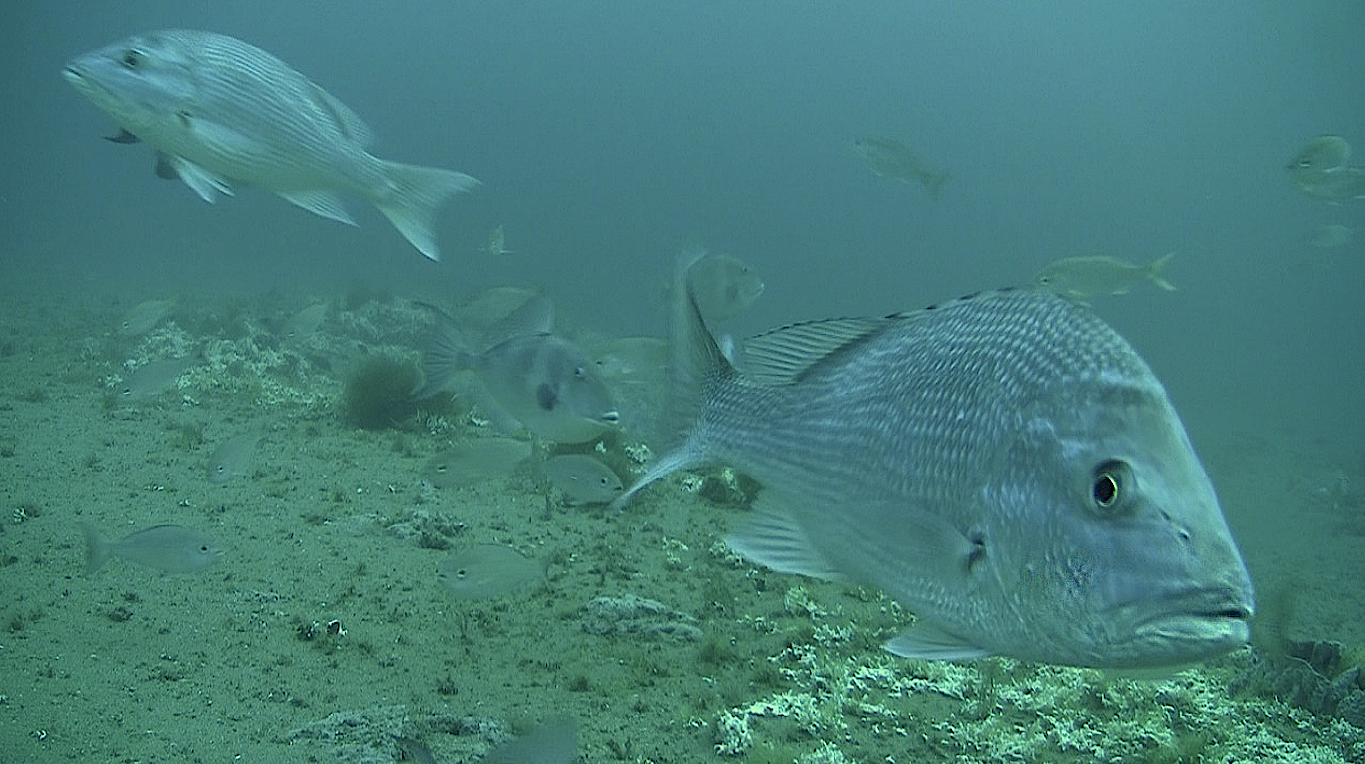 image: reef fish swimming.