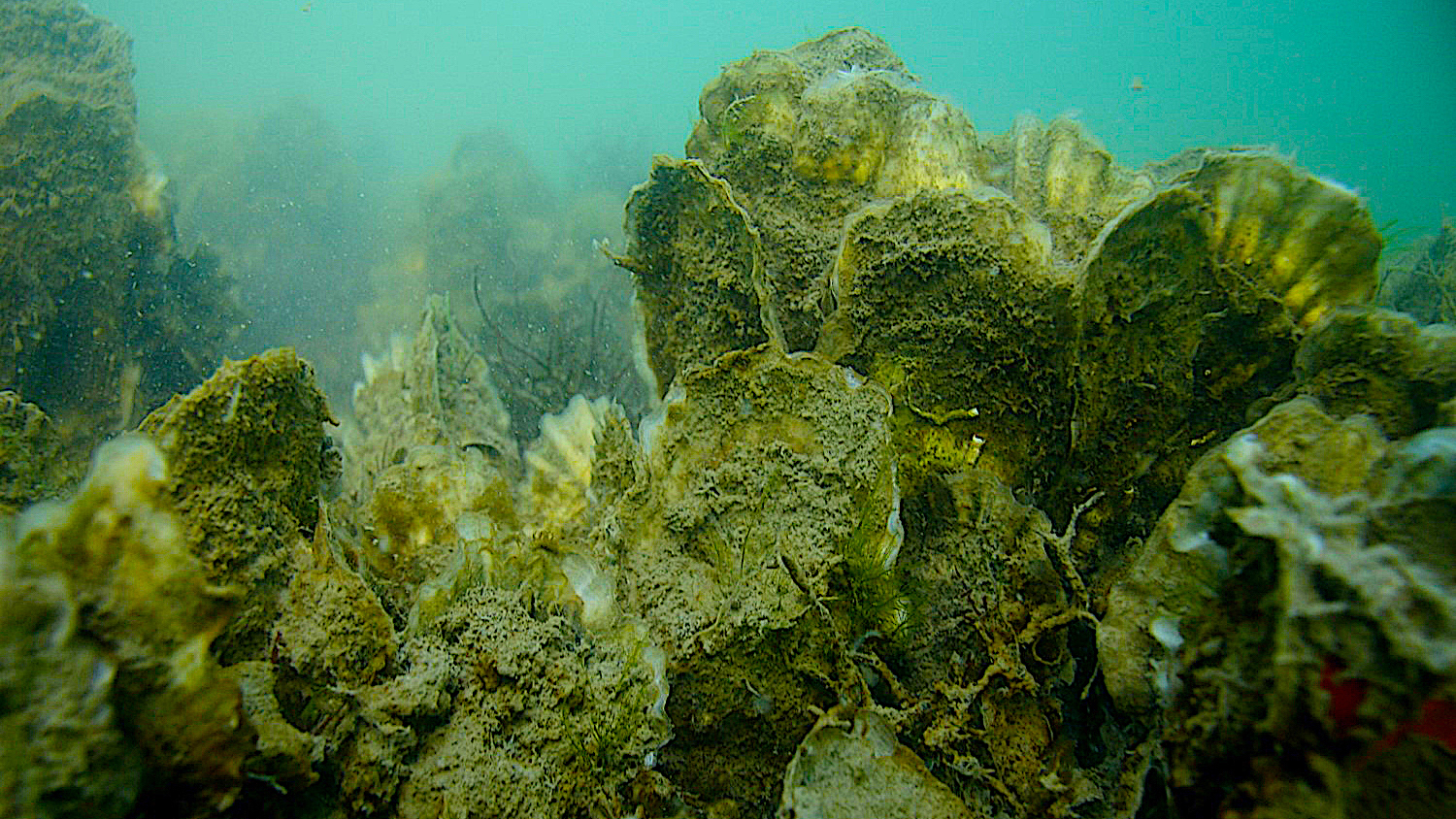 Underwater Oyster Reef