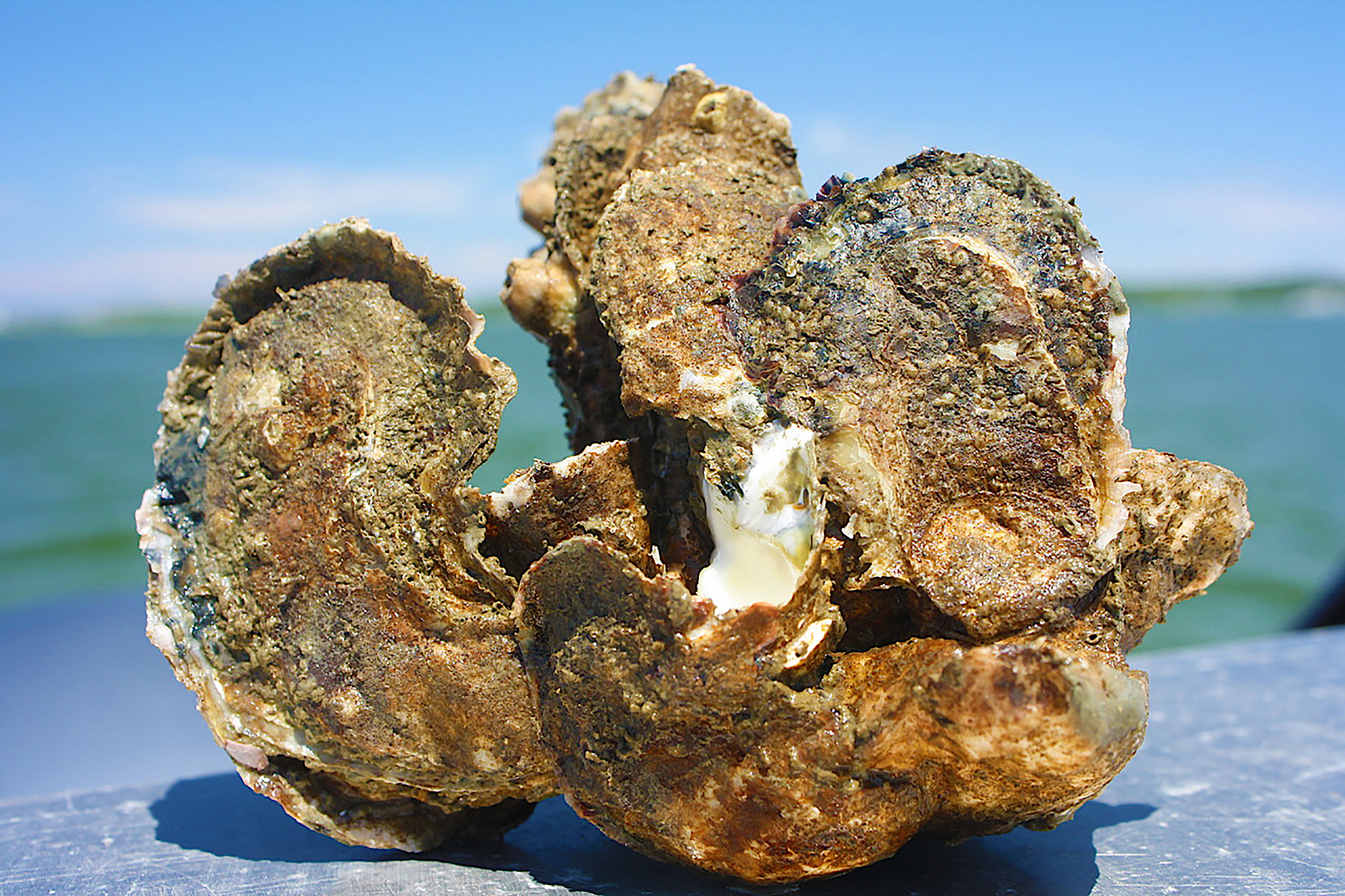 image: Oysters from a feeder stream to the Chesapeake Bay, courtesy of NOAA.