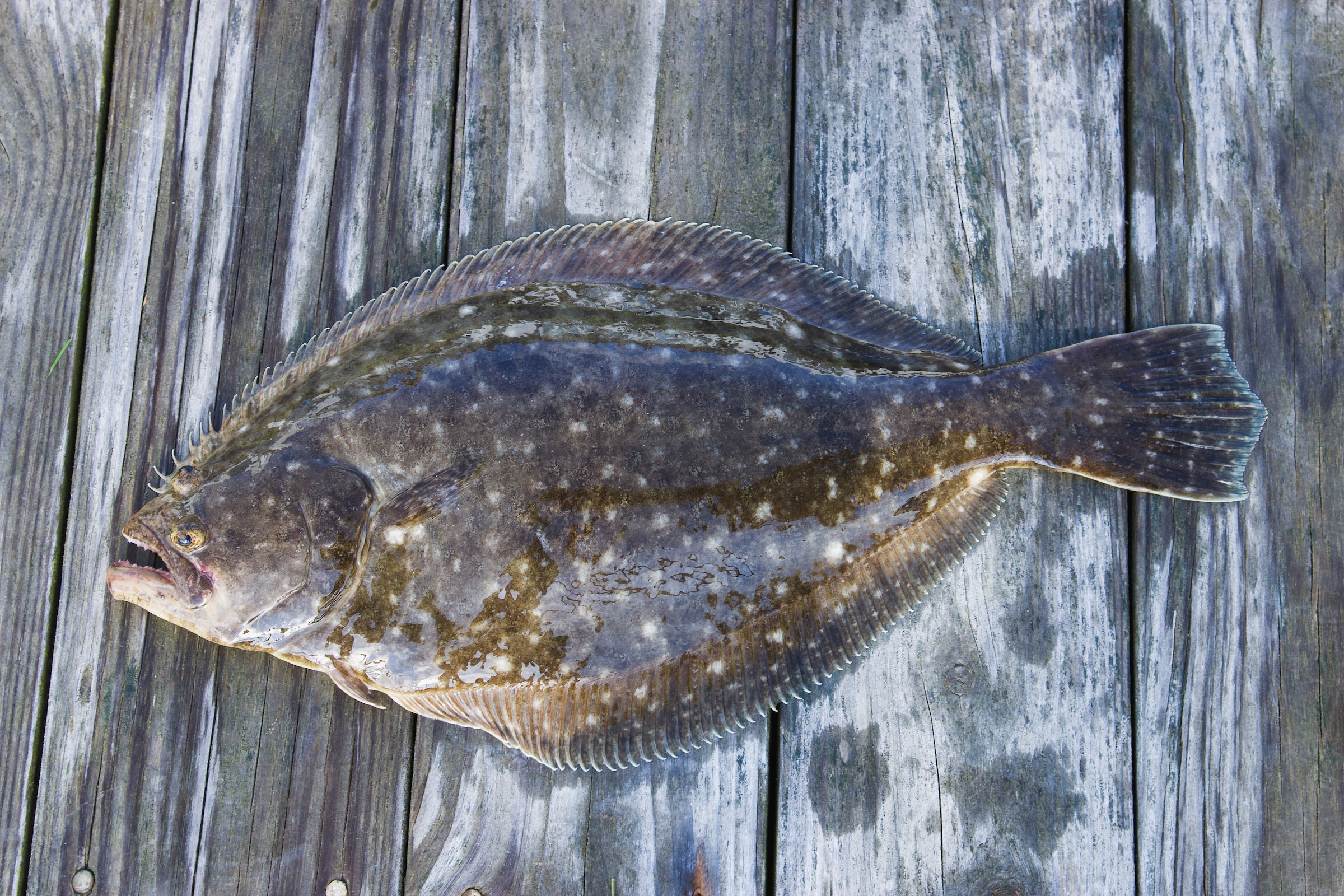A summer flounder recently caught on a wooden dock
