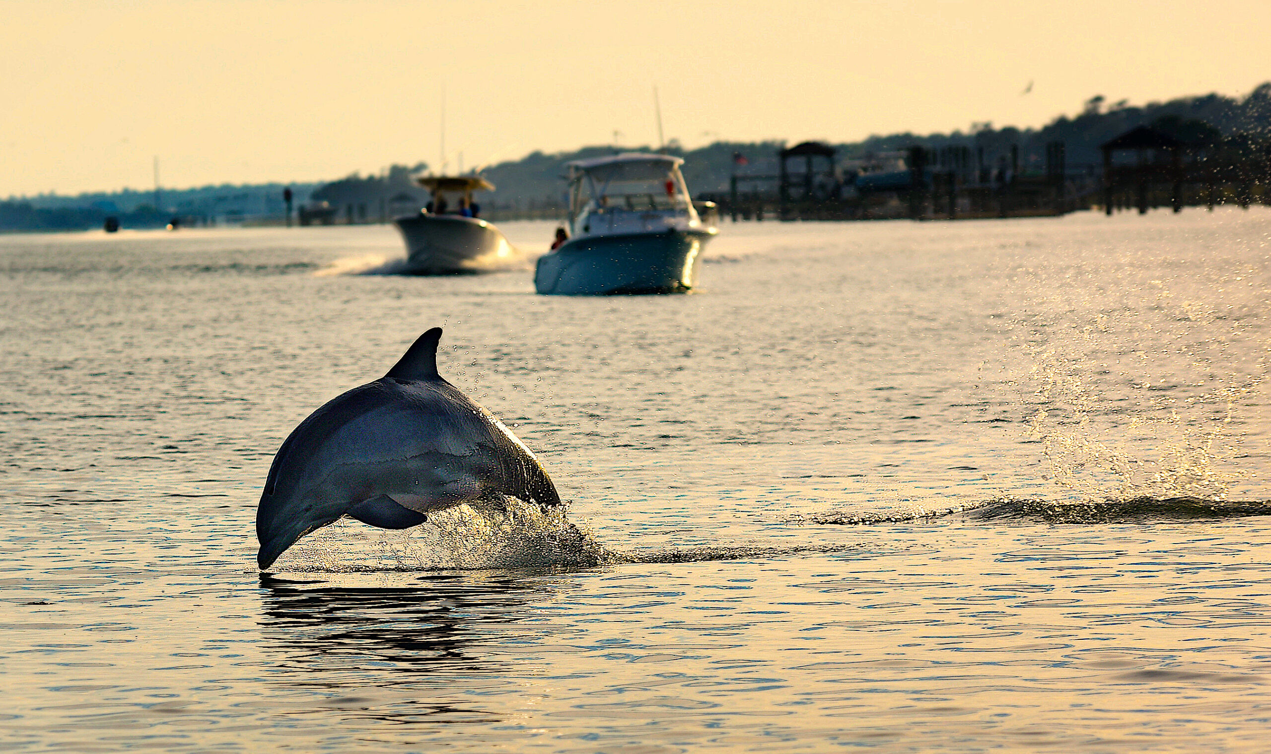 image: dolphin at play.