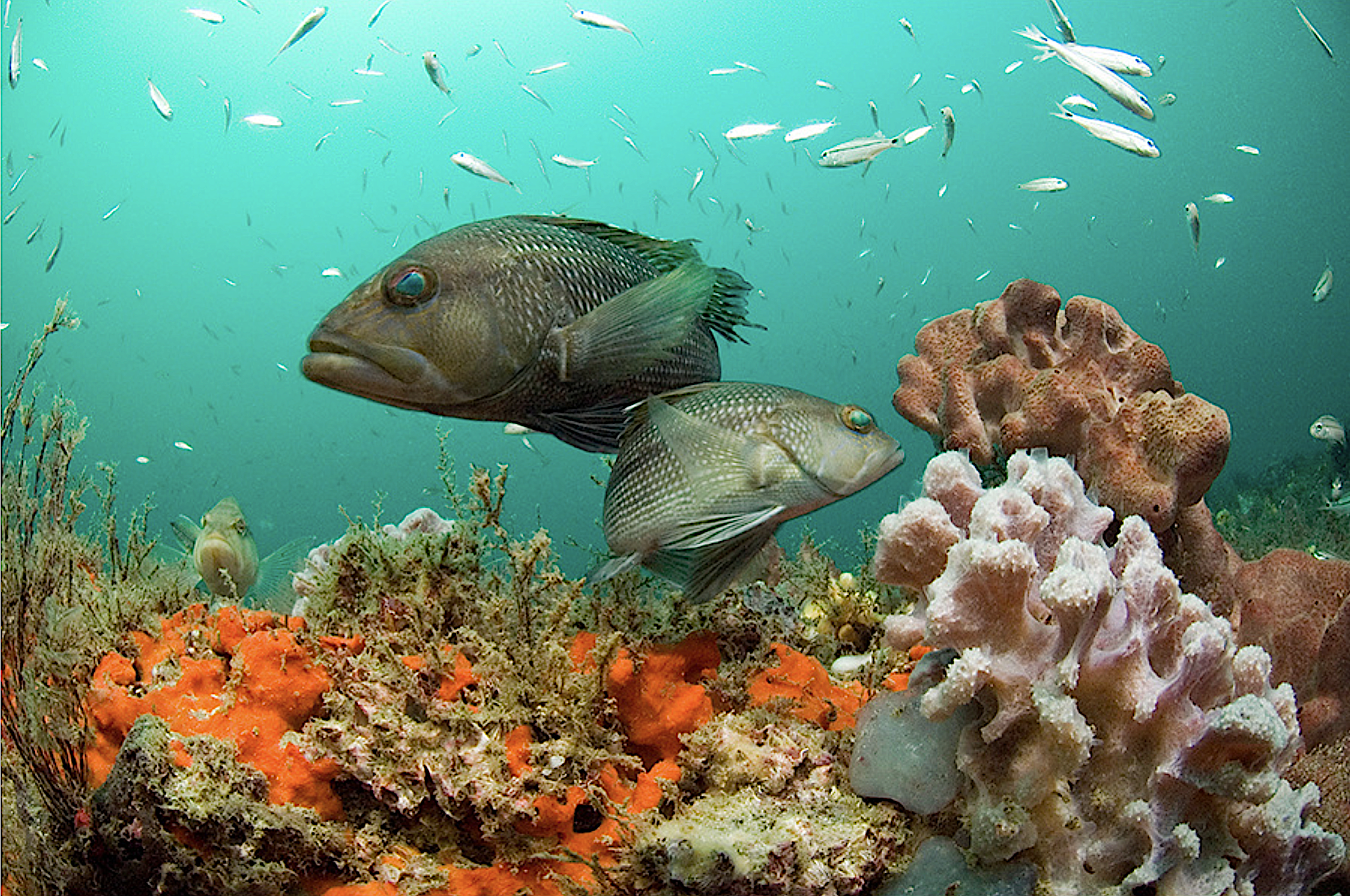image: black sea bass on a reef.