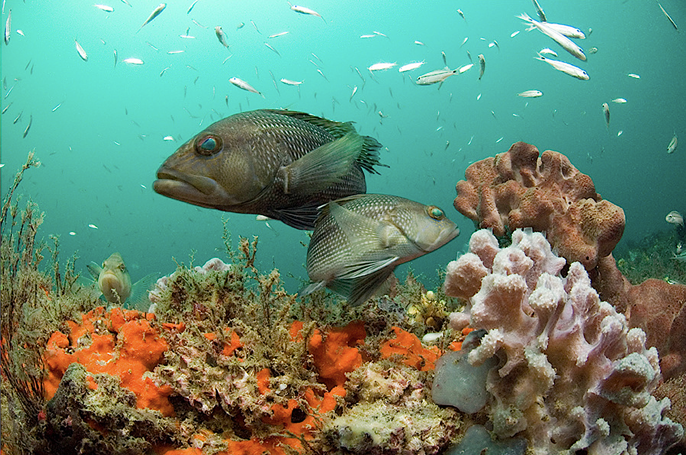 Old Fishing Nets Underwater Reef Scuba Diver Point Of View High