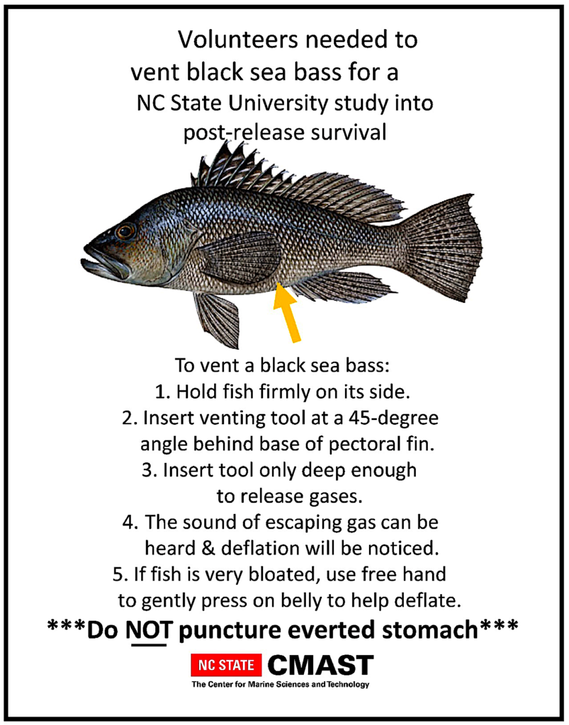 Informative flier provided to anglers to instruct them on the preferred method and location for venting black sea bass Centropristis striata.