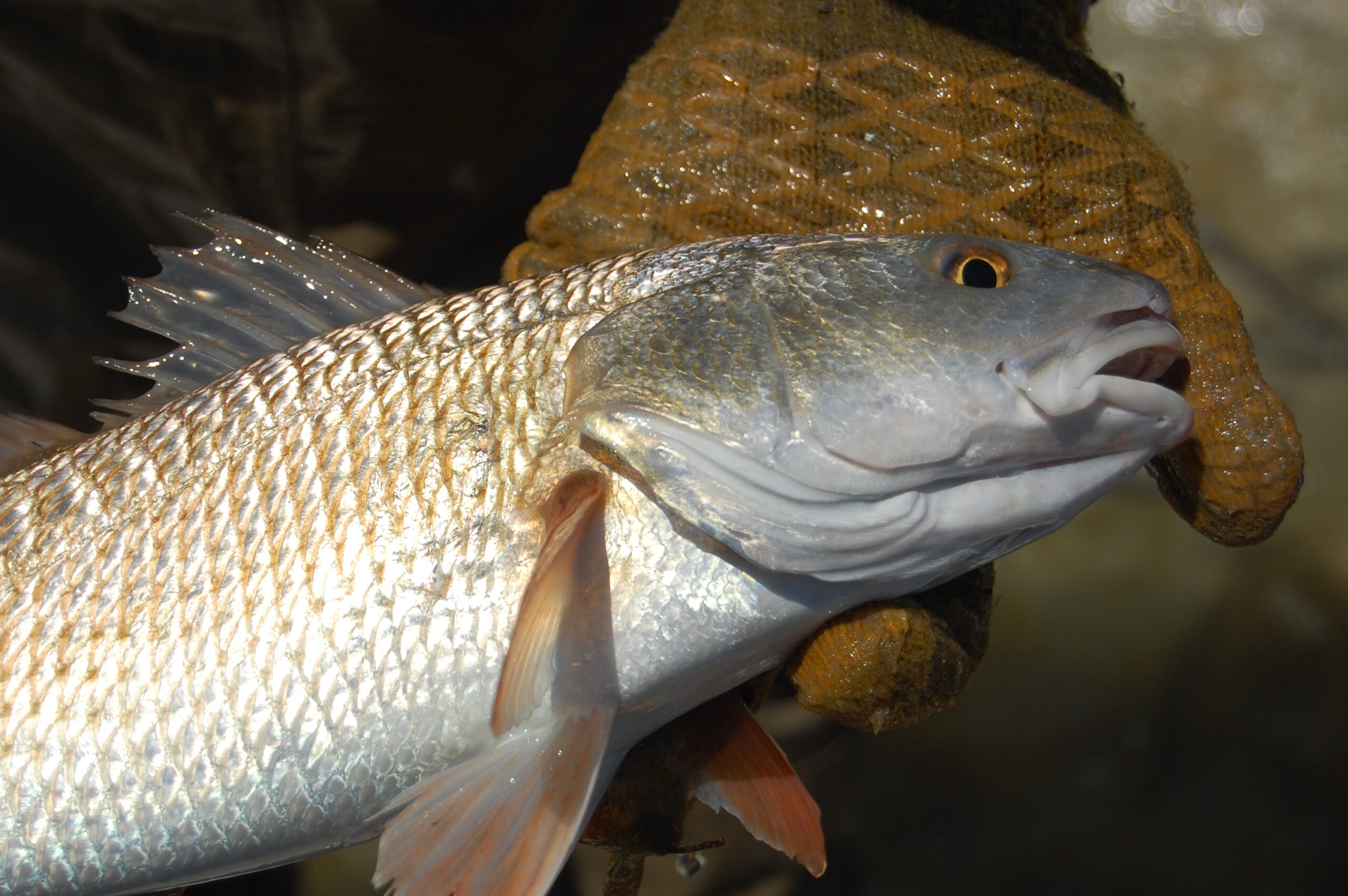 Does the Size of a Red Drum Affect its Recovery After Catch-and-Release? -  Hook, Line and Science