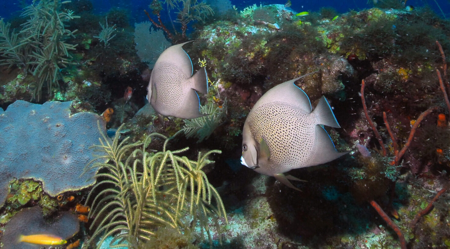 image: Natural reef off the Florida coast.