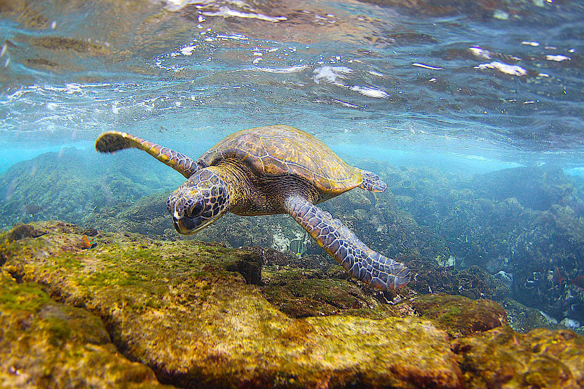 image: green sea turtle swimming.