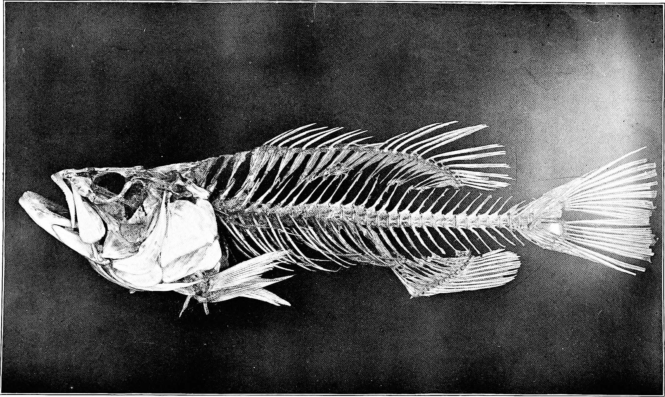 image: Black bass fish skeleton.