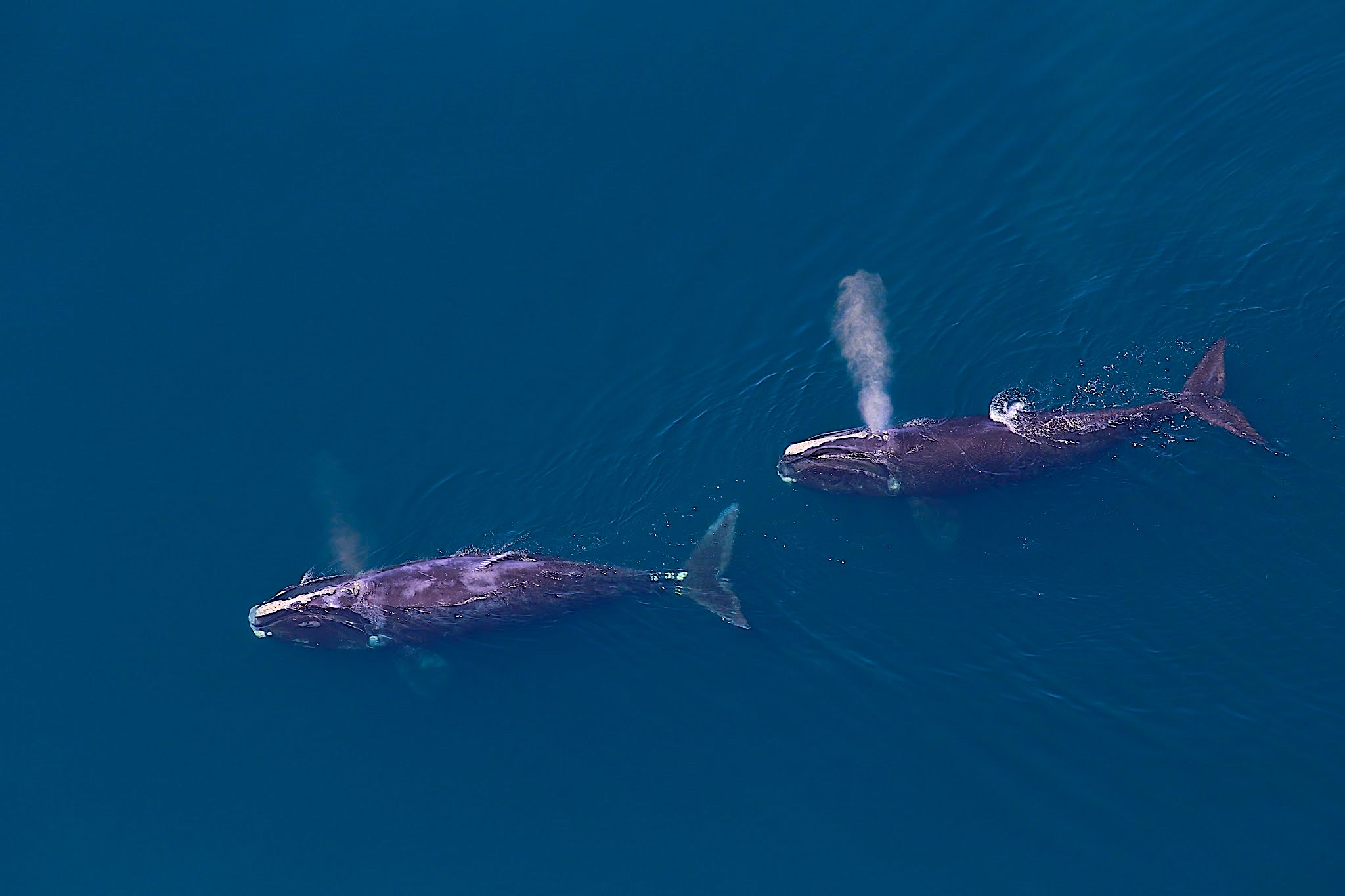 image: two right whales.