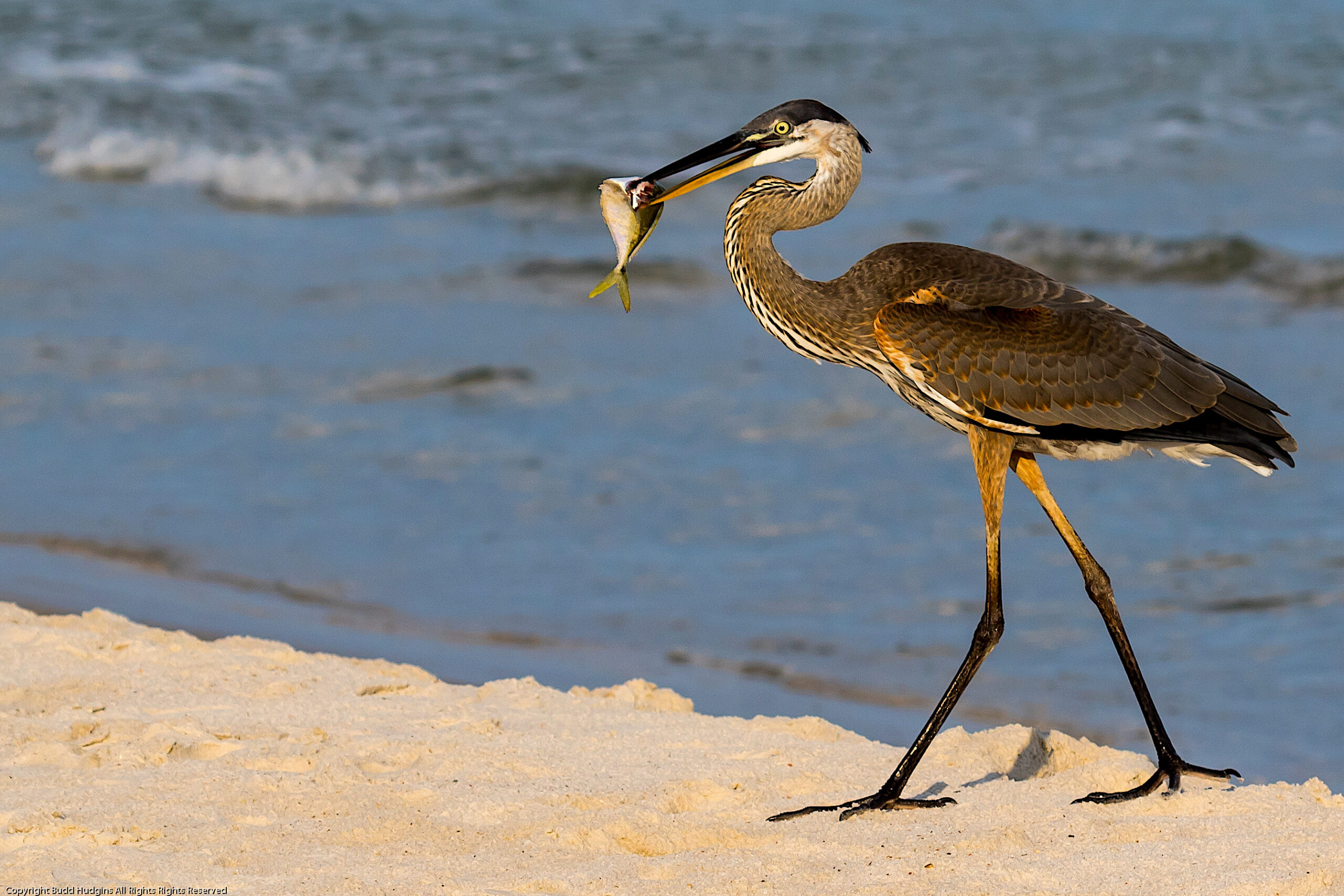 image: blue heron with fish.