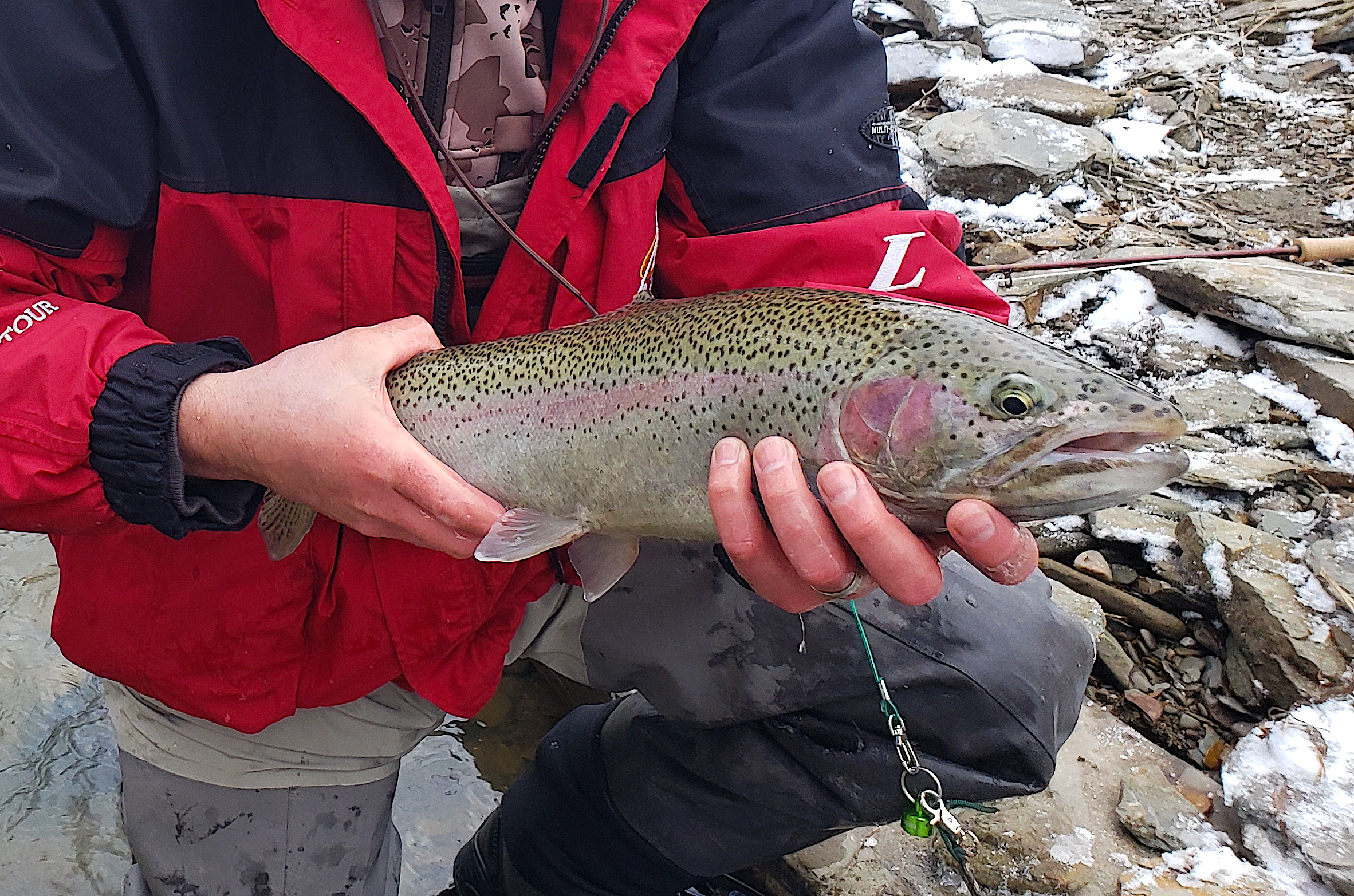 image: mountain trout.