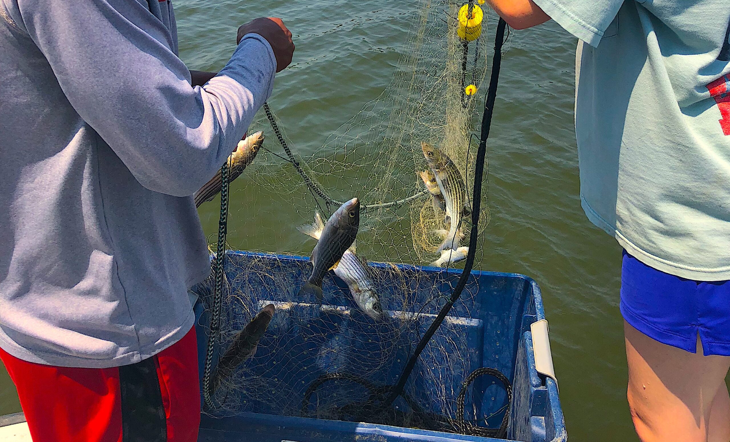 image: Researchers collect young striped bass.
